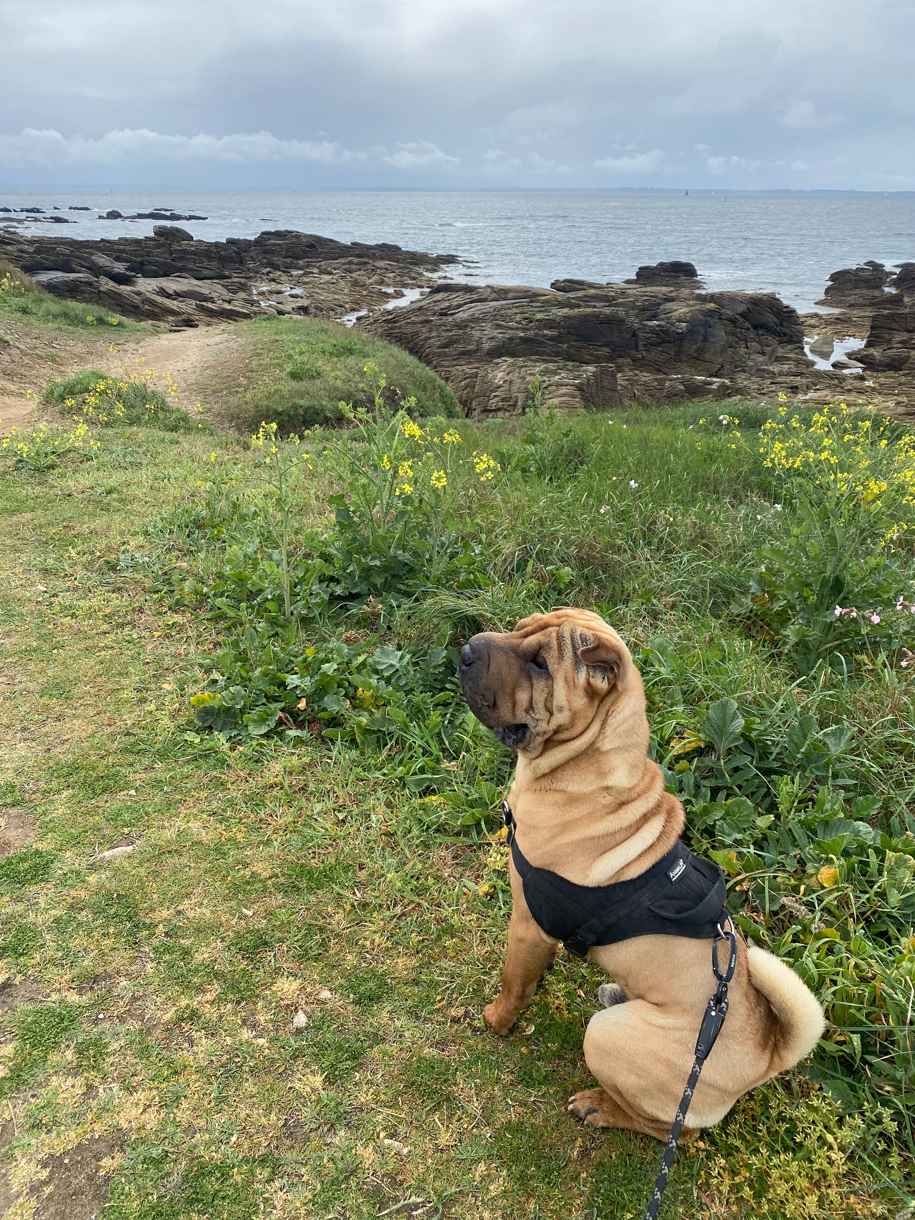 Siyu - 5 Rue du Carignan, Bompas