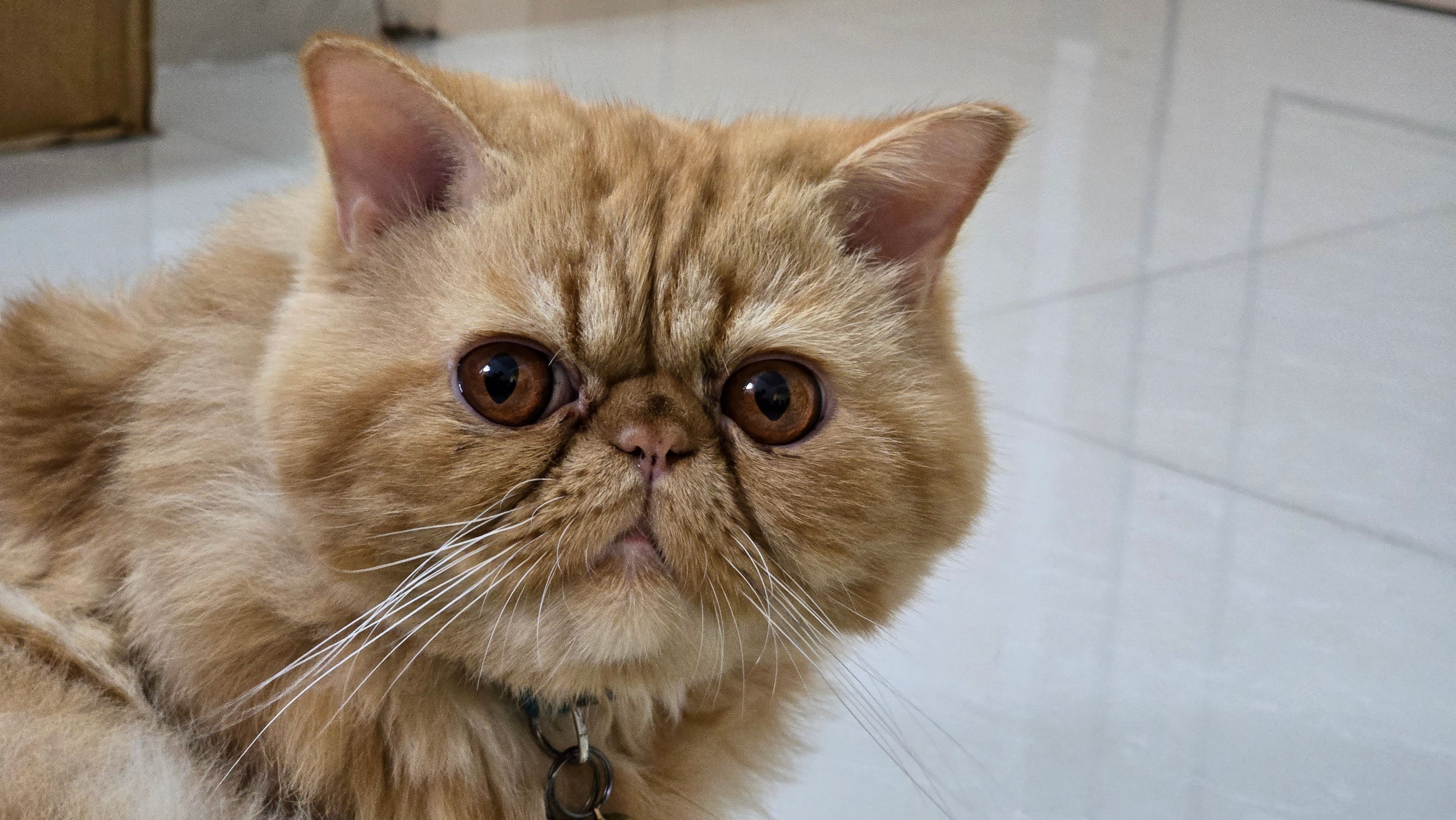 Simba - Thaarapatham Lane, Thiruvananthapuram