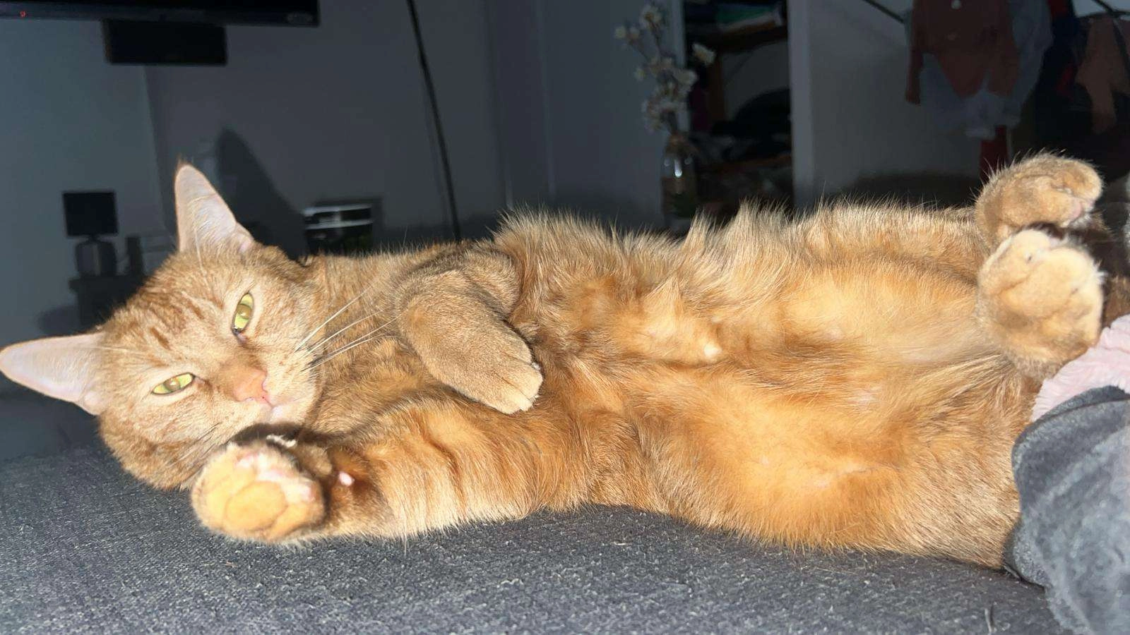 Tigrou - 14 Rue Alfred Cornu, Courtenay