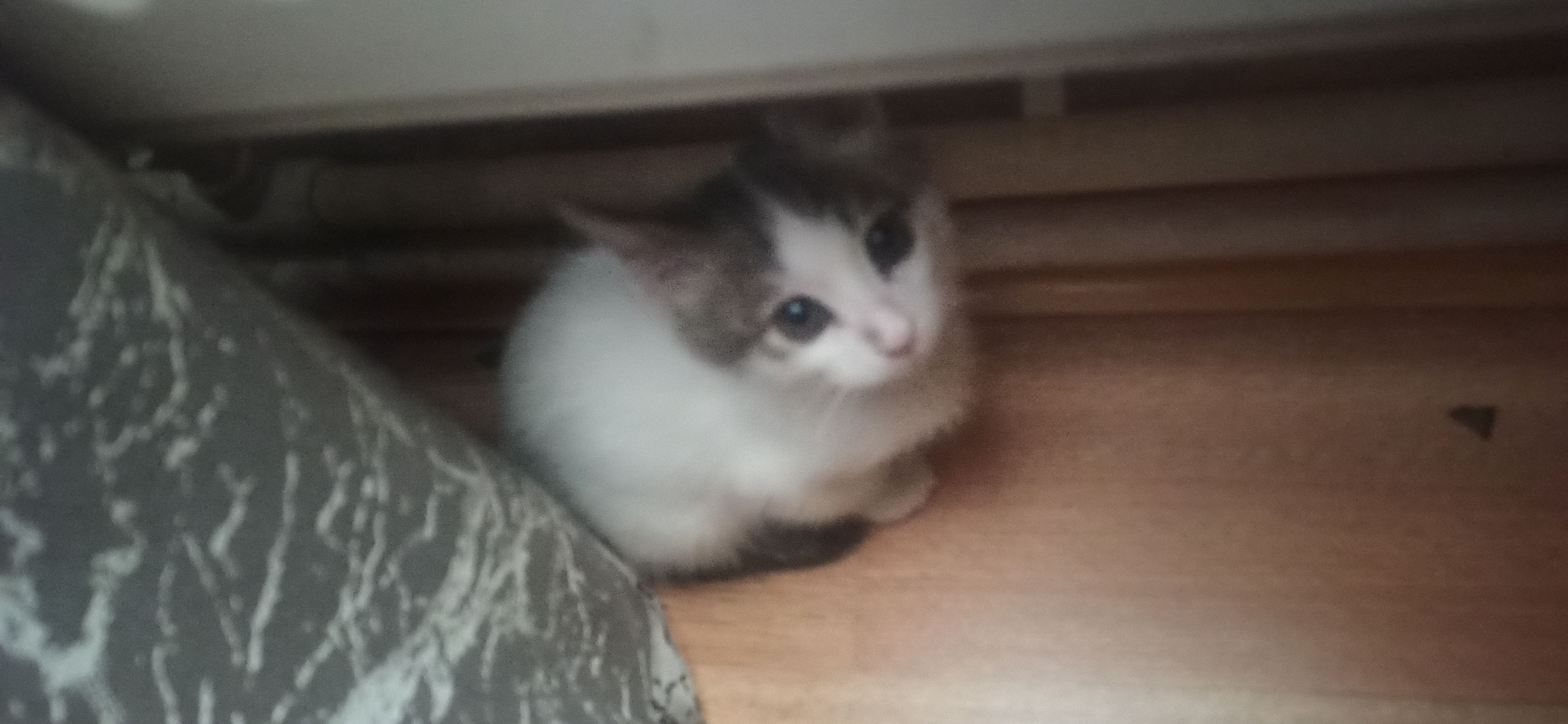 Chico - Aşıq Qurban 25/41, Baku