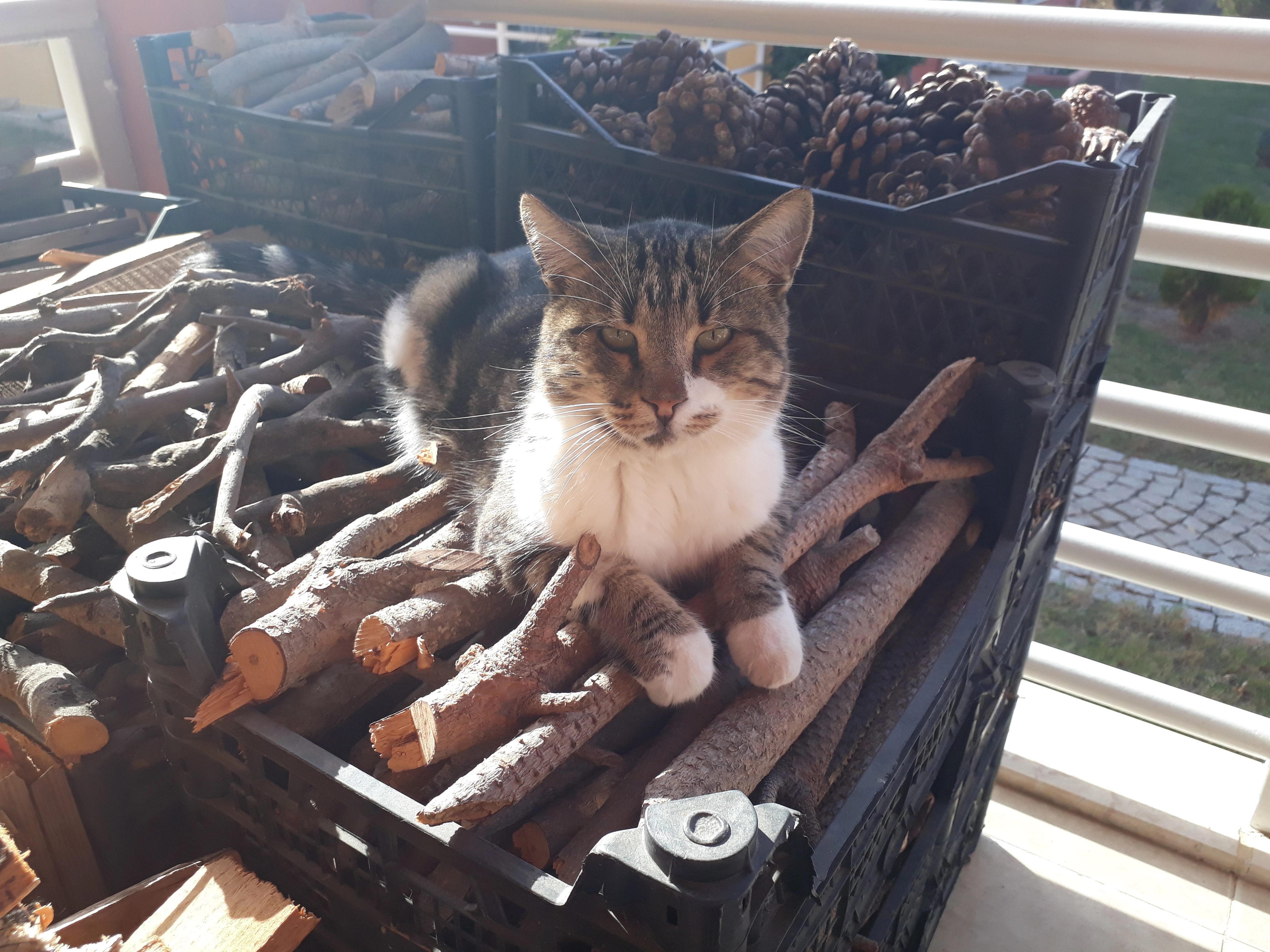 Kathmandu - Balat, Didim