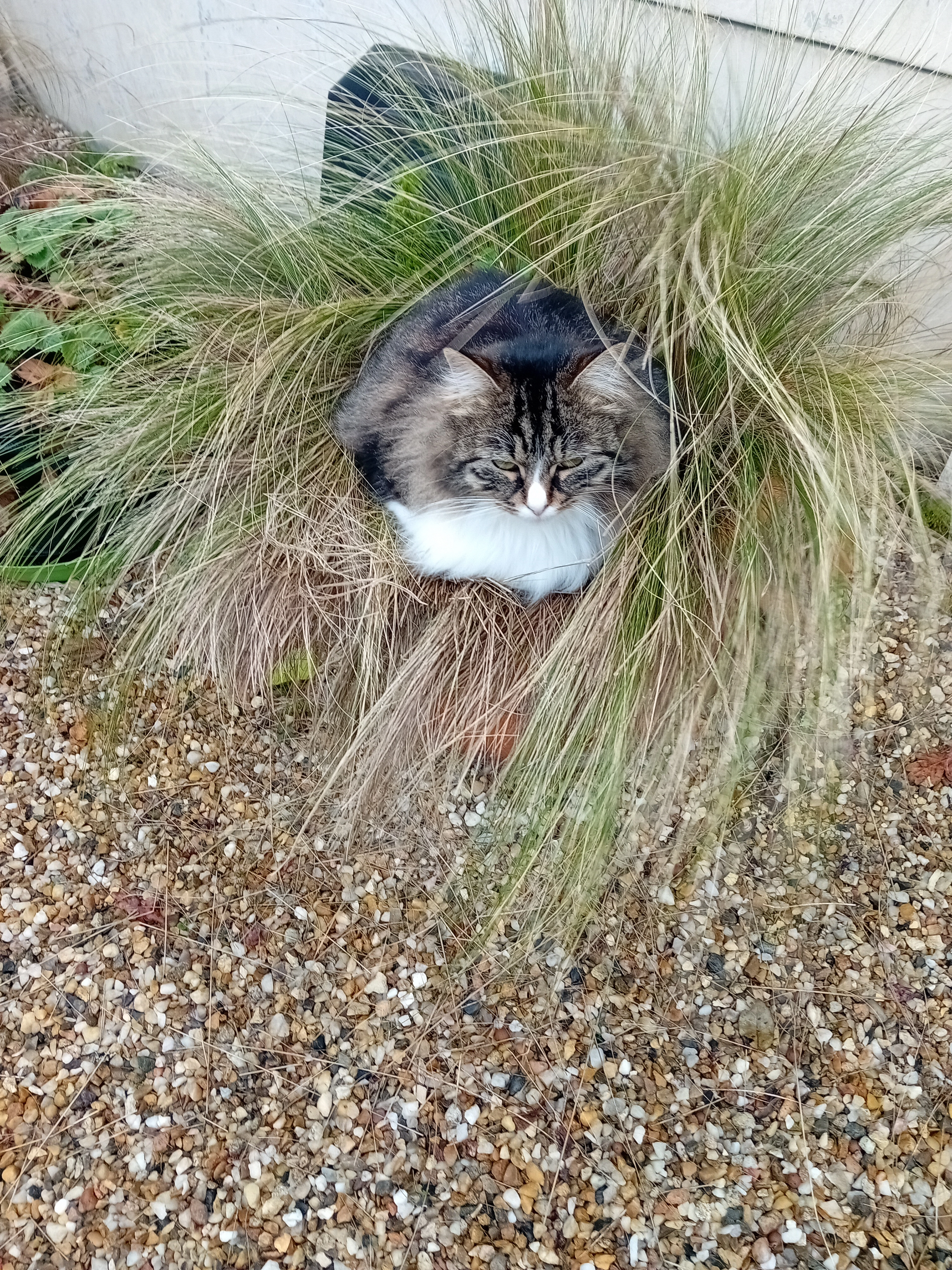 Charlie - Route de la Lesque, Saint-Sauveur