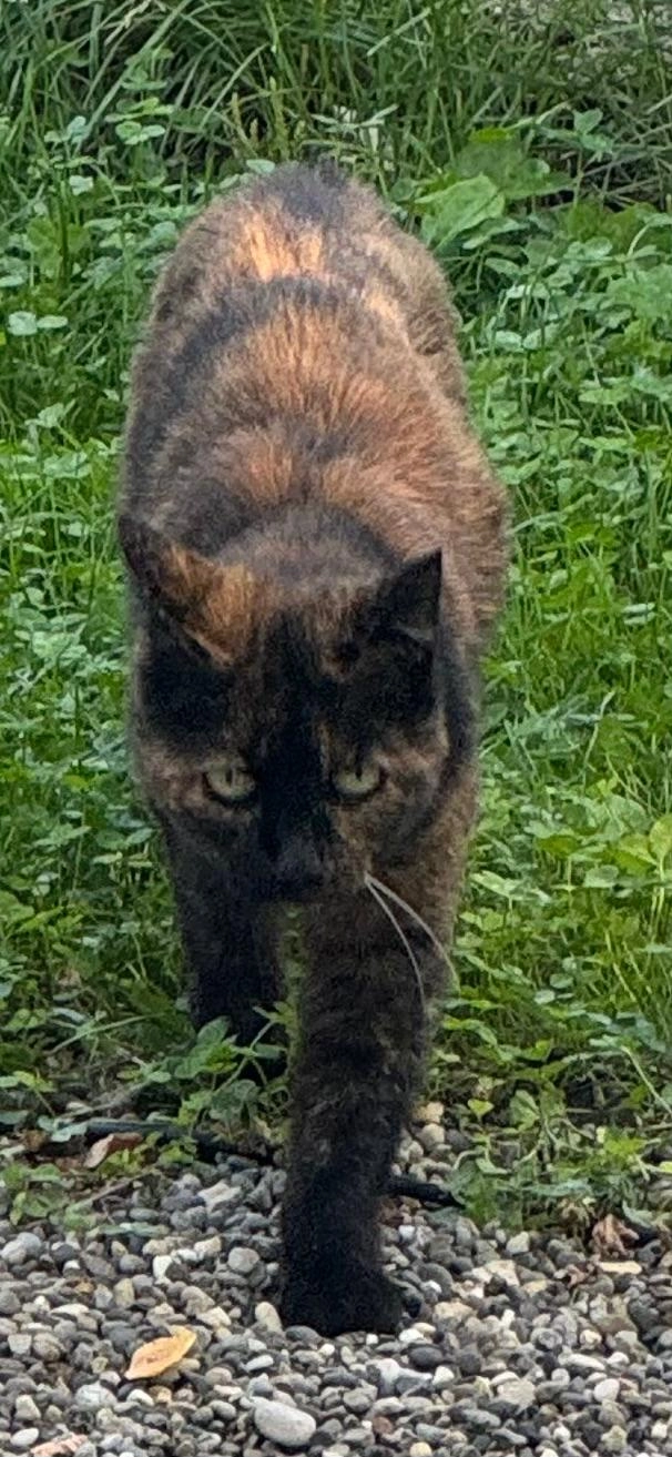 Bubai - Oberer Kanalweg, Nidau