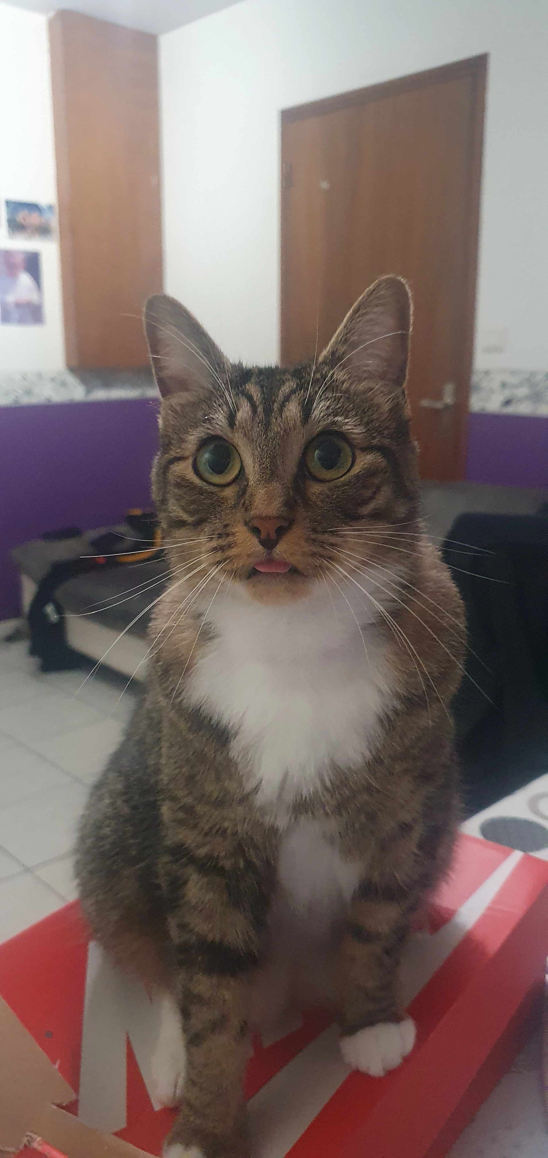 Goku - 10 Rue de Vallet, La Boissière-du-Doré