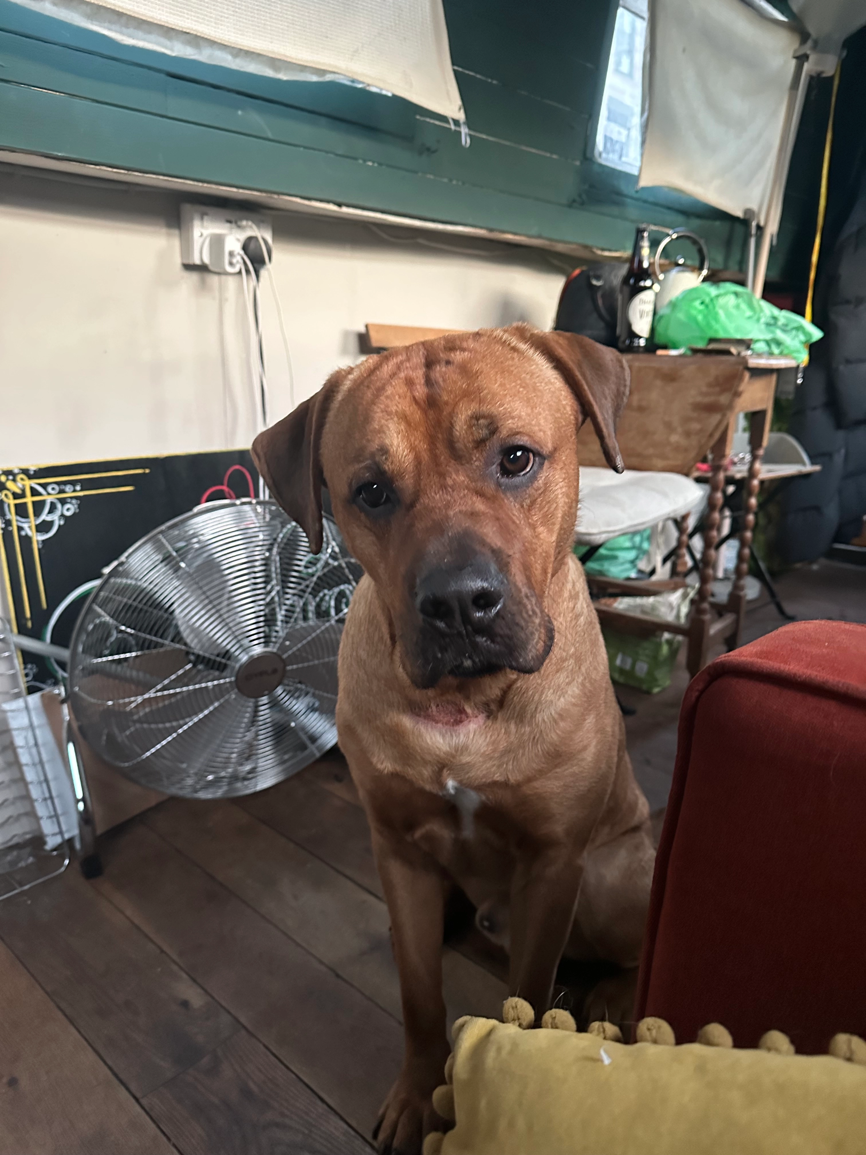 Eddie - New Islington, Manchester