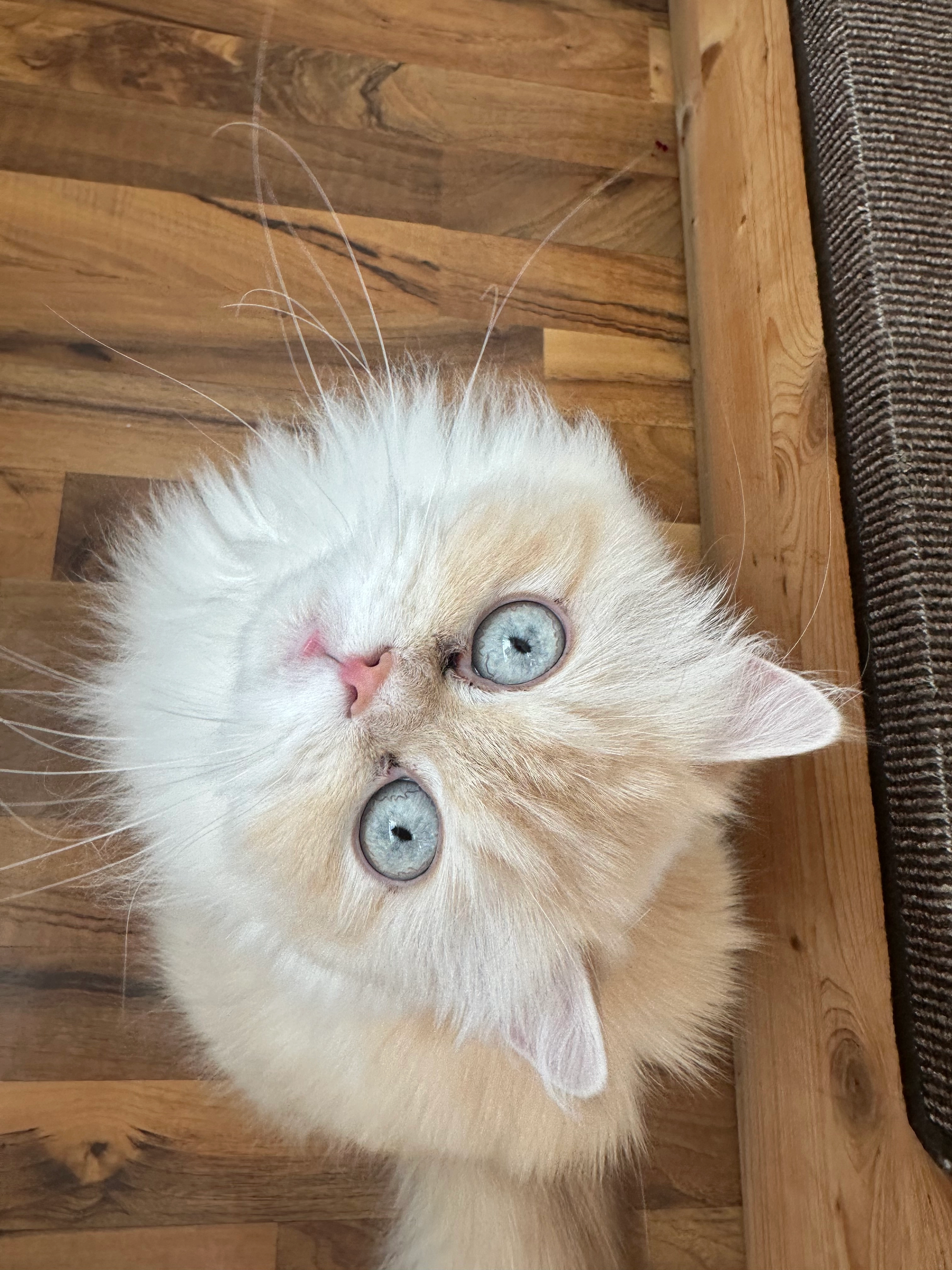 Sandy - Karlsbader Straรe 239, Kiel