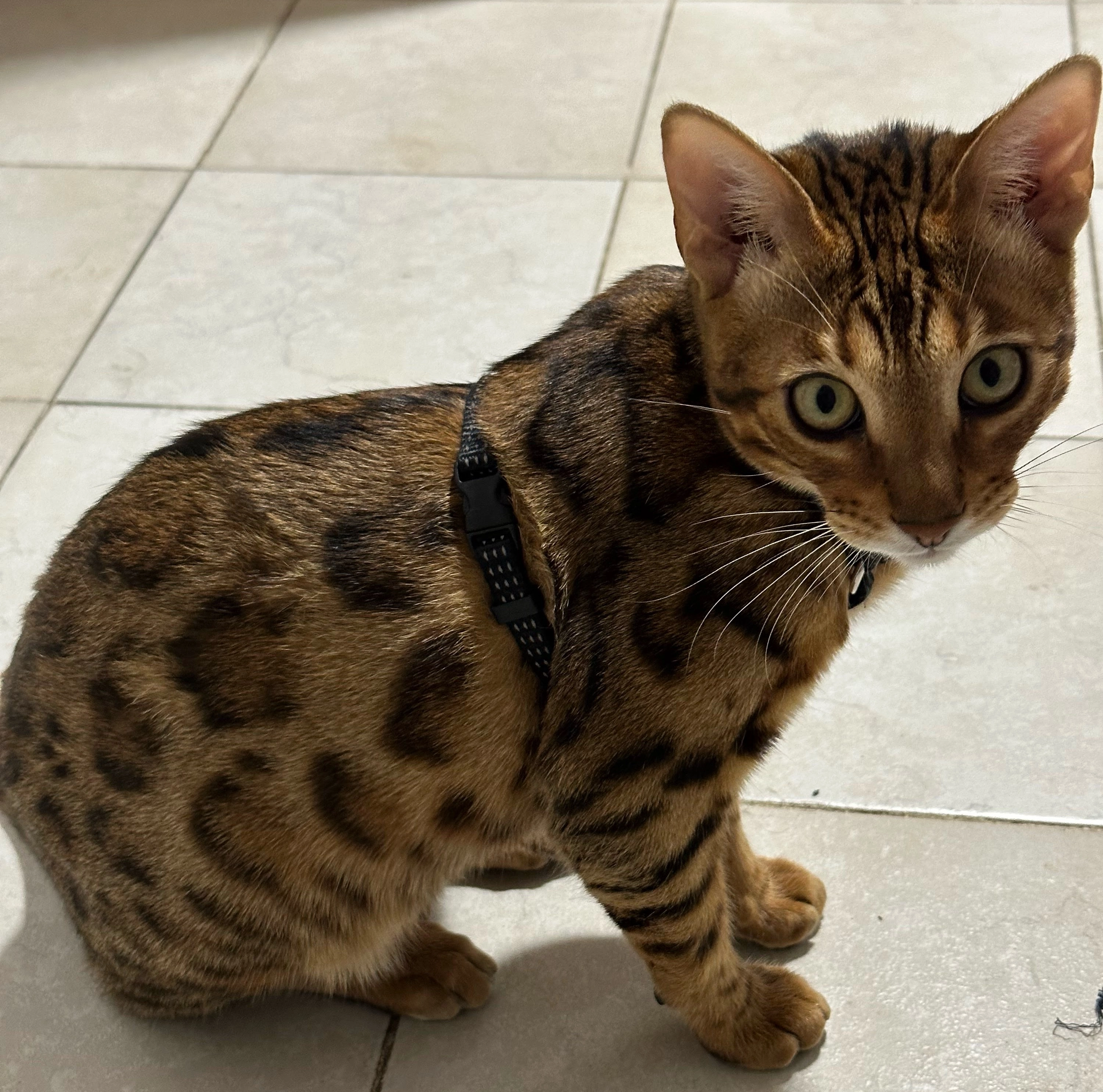 Príncipe - Via Privata Carlo Montanari 11, Milano