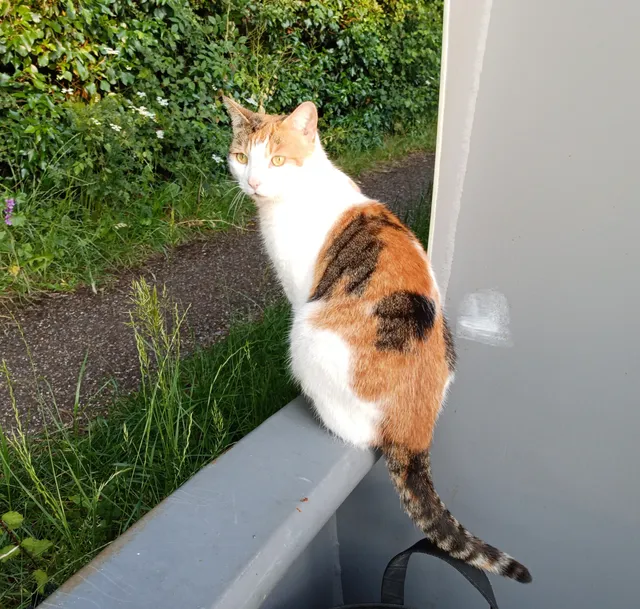 Cat - MK2 3, Milton Keynes