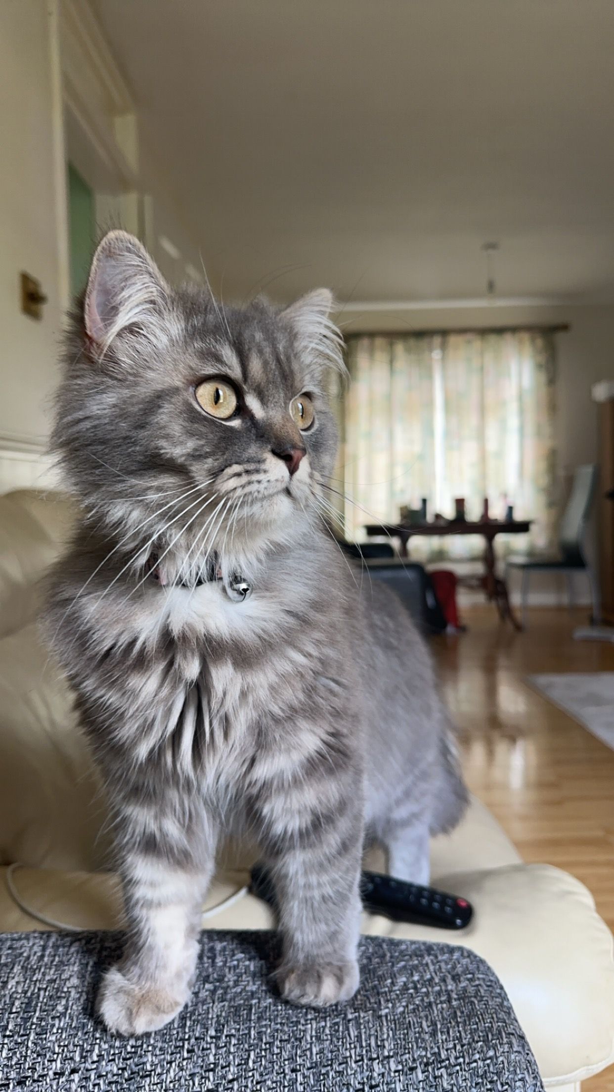 Khaleesi - Dinsdale Close, Darlington