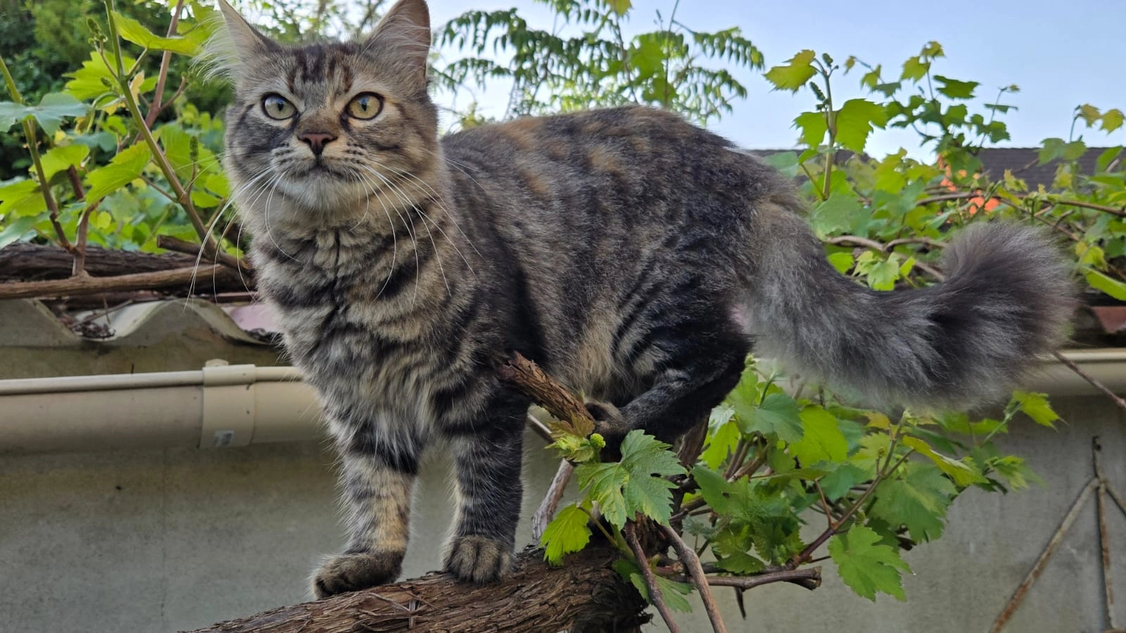 Sky - 1 Rue du Verrou Rouge, Jouy-le-Moutier