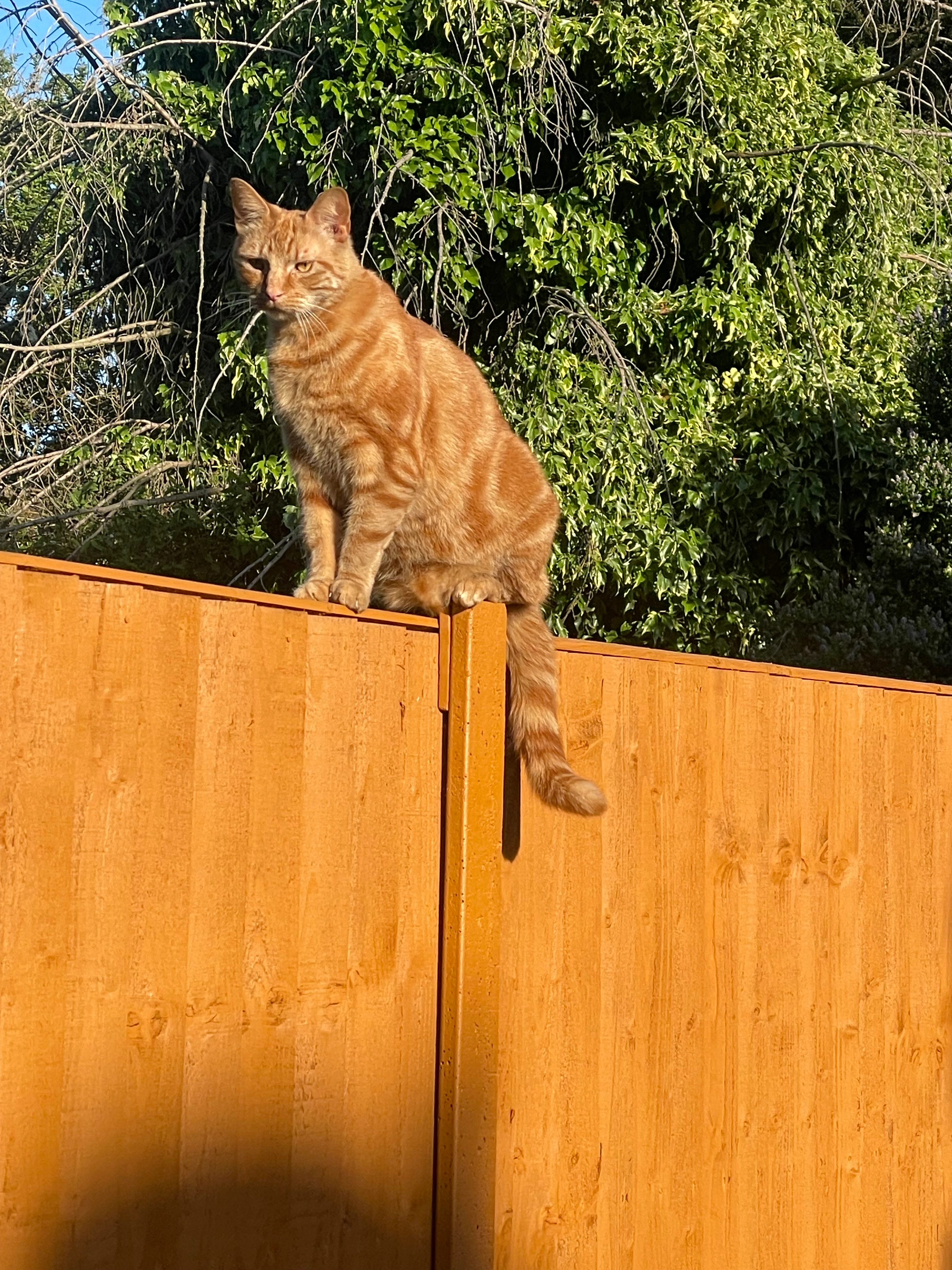 Sunny - Clifton Avenue, Peterborough