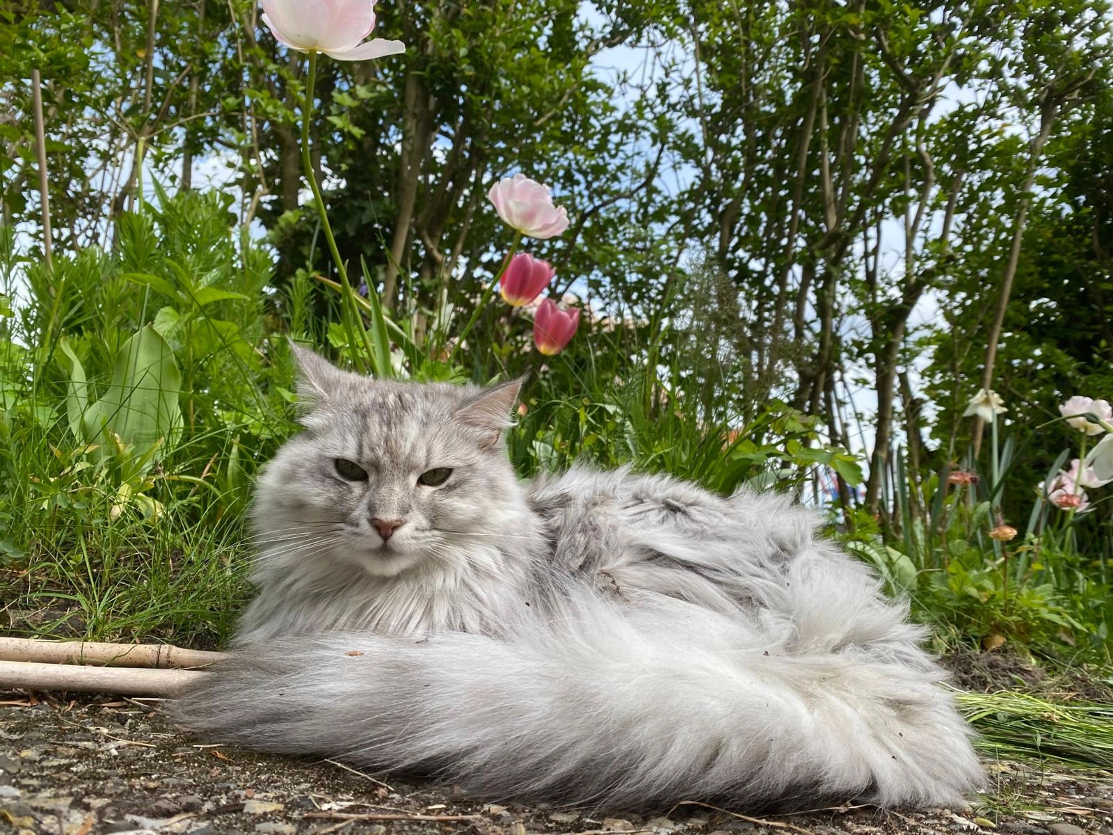 Suki - Övelgönne 50, Hamburg