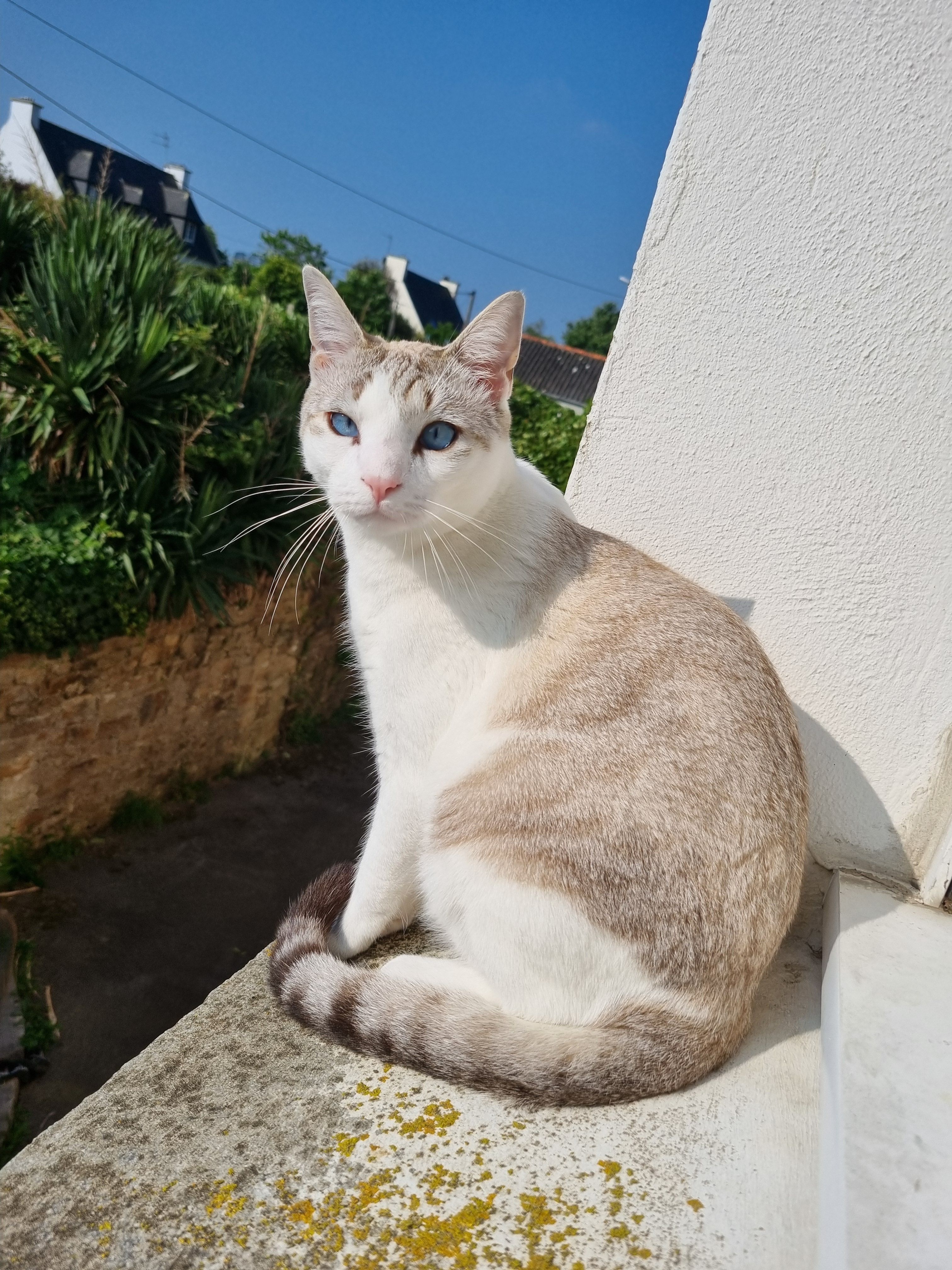 Blouh - 139 Rue de Brest, Guipavas