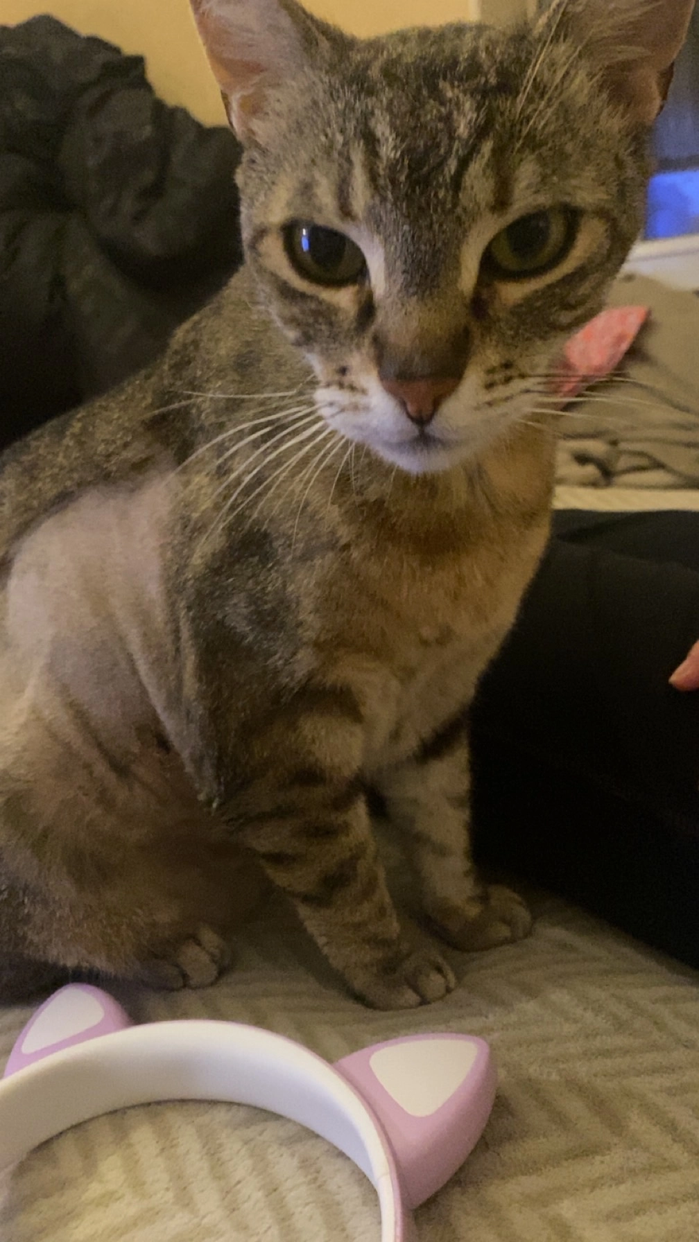 Kenzo - 78 Rue du Général Leclerc, La Ferté-Saint-Aubin