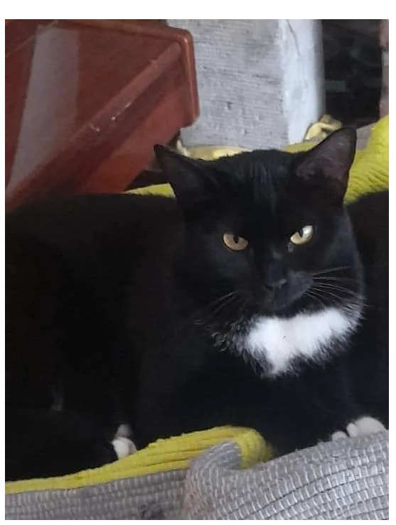 Piet - Livornostraat, Eindhoven