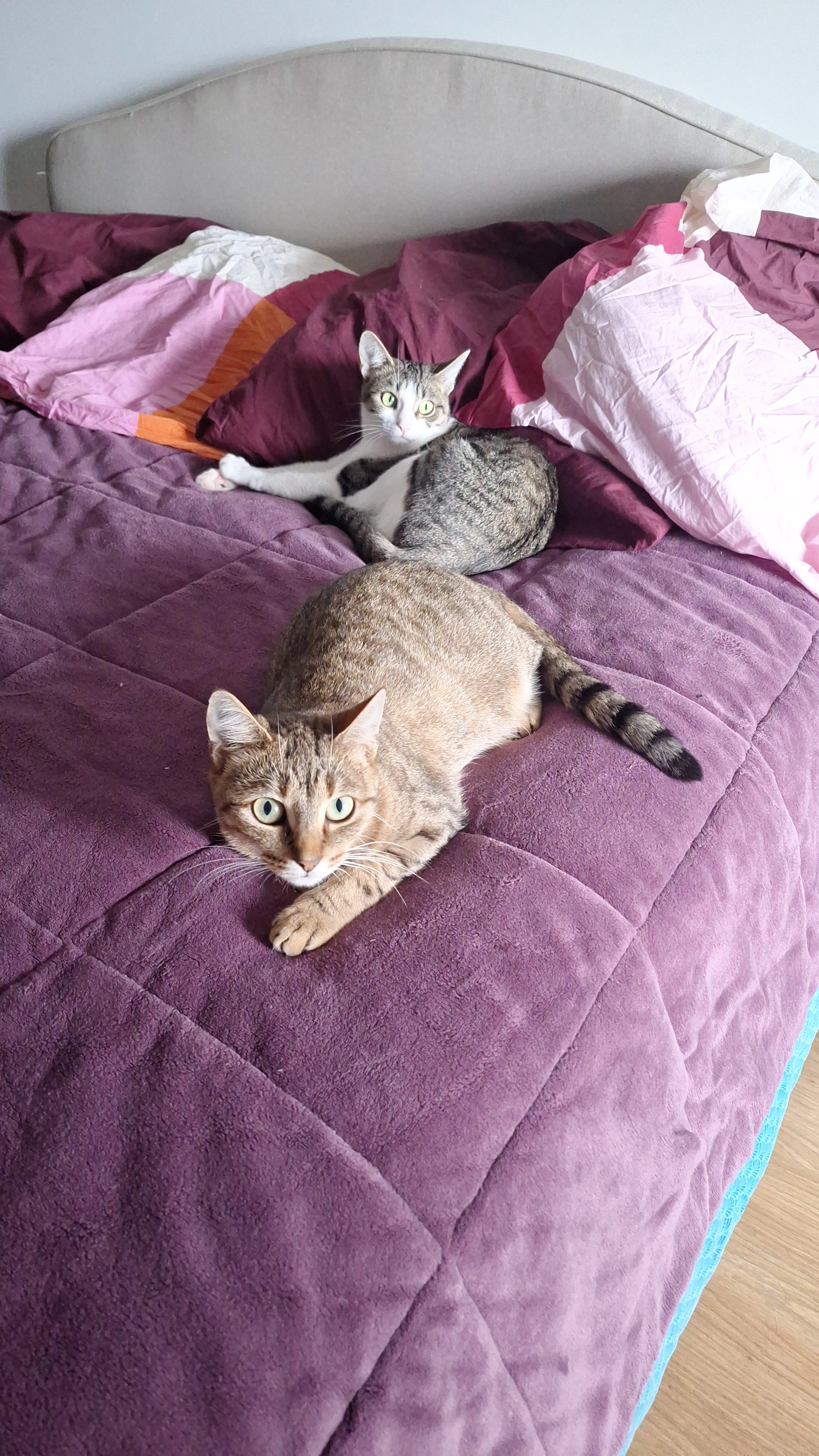 Maya - Rue de la Fantaisie, Nantes