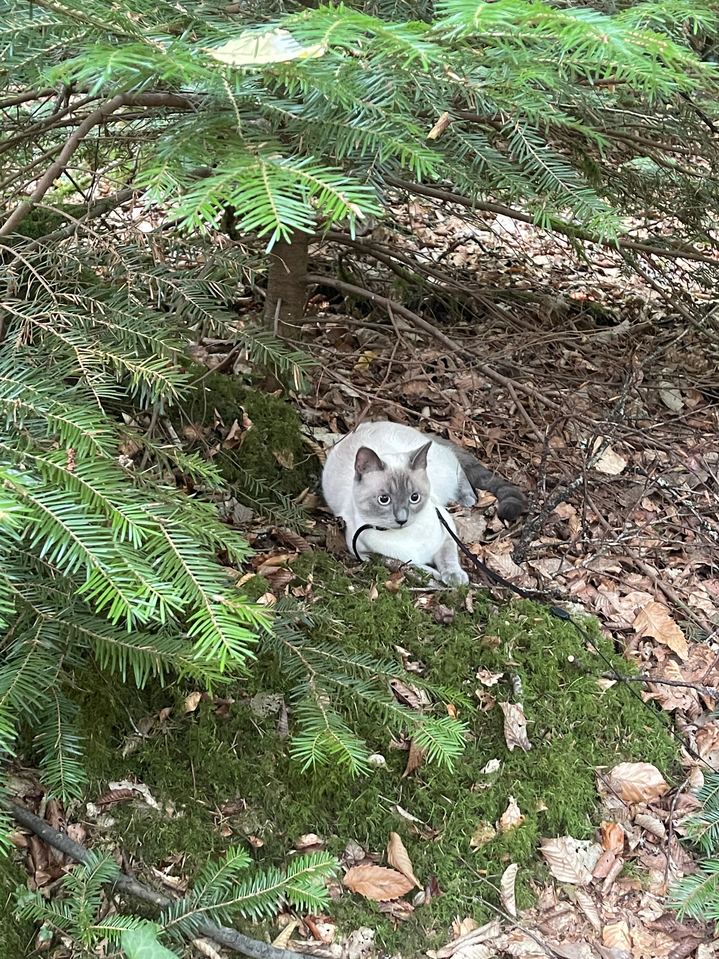 Yoda - Rue du Baillage, Le Tronchet