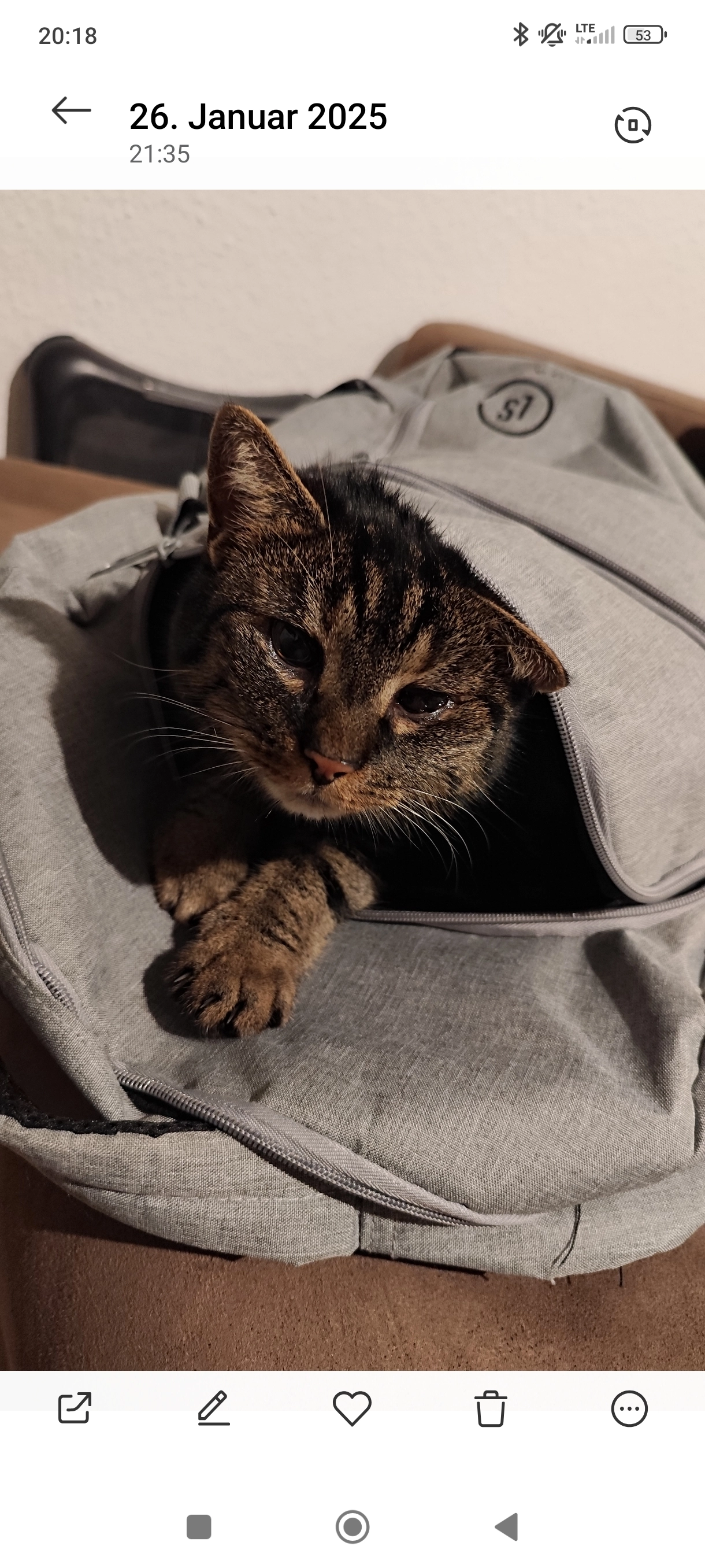 Poppy  - Sutte, Ebern