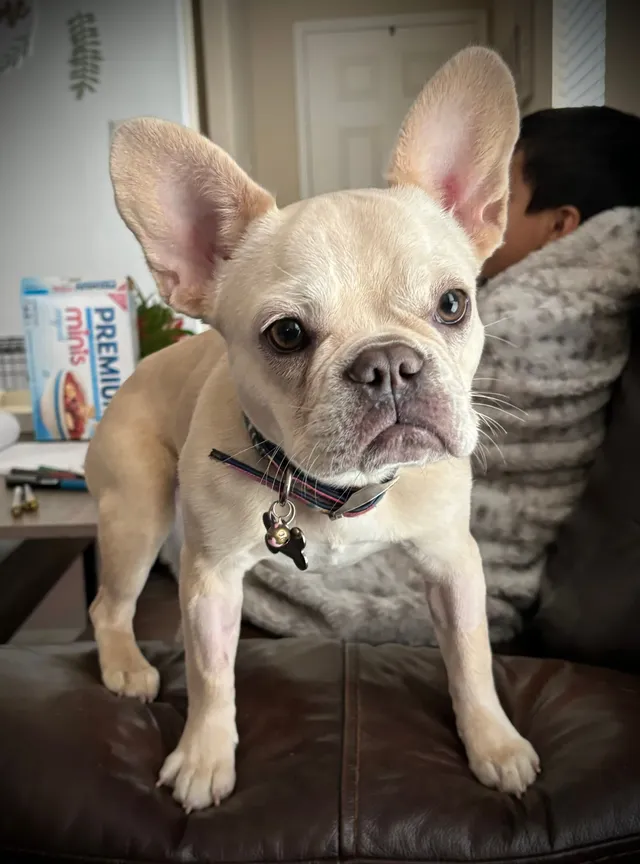 Duchess - 6900 Cadillac Blvd, Arlington