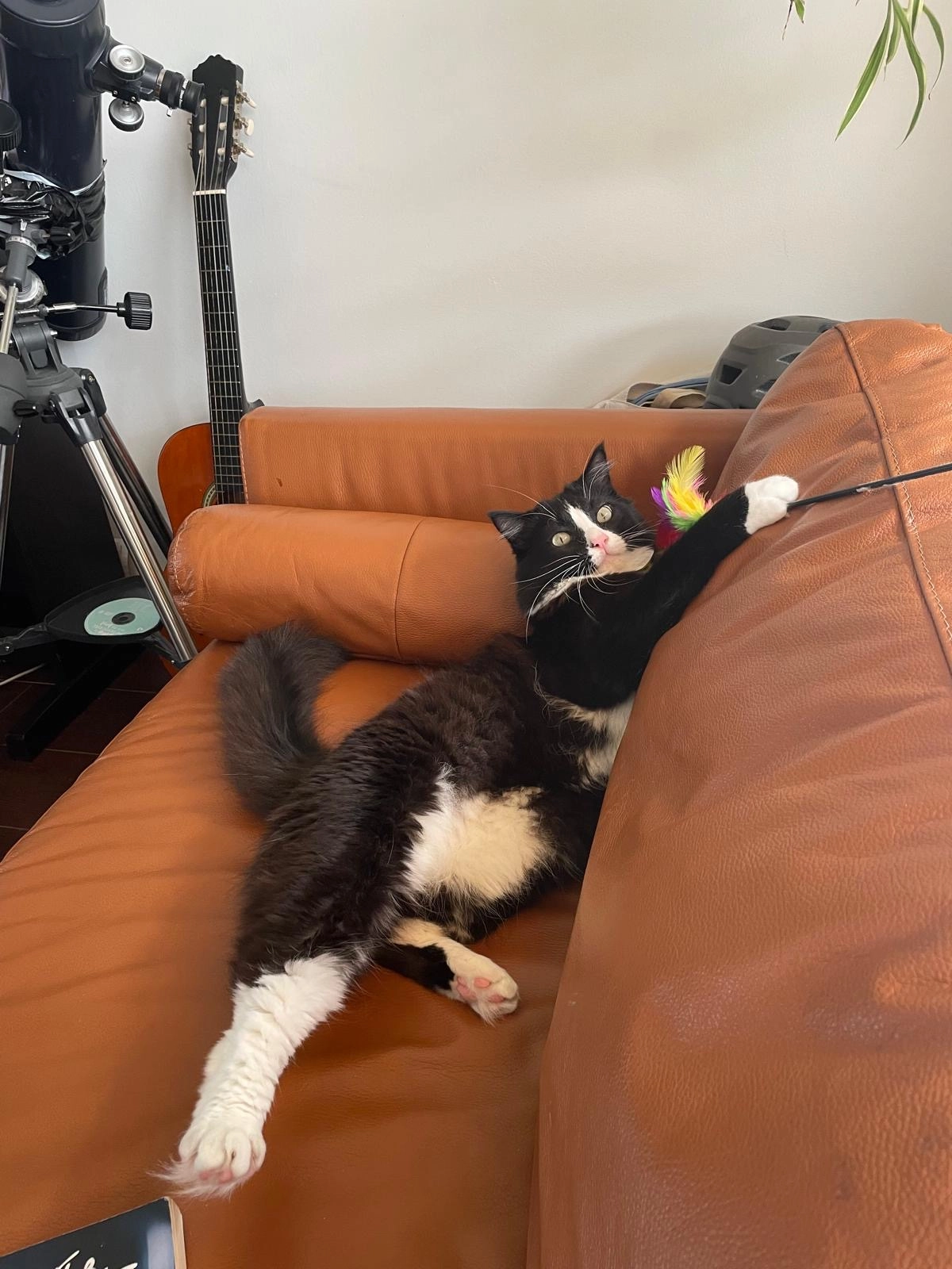 Nimbus - Tern Brae, Livingston