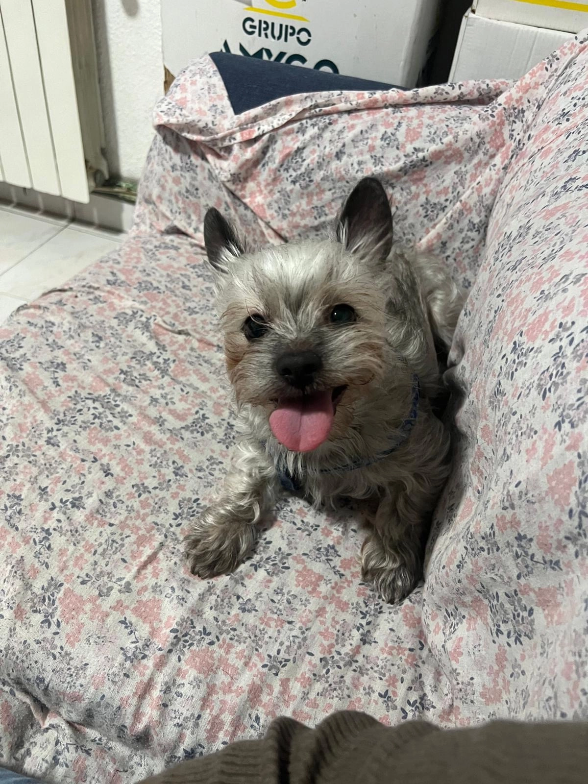 Rocco - Calle De Eduardo Minguito, Madrid