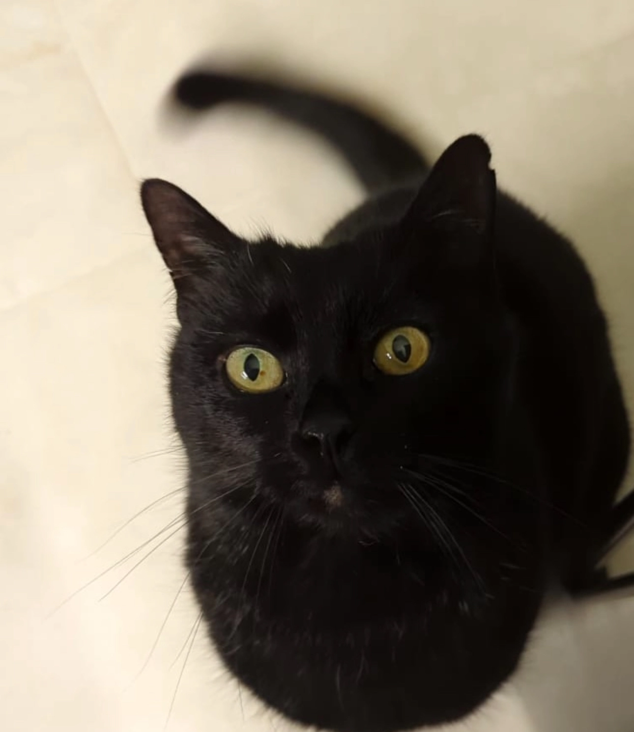 Quietshy  - Prohof, Sulzbach-Rosenberg