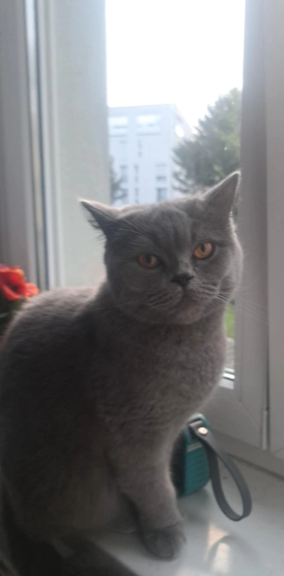 Pufy - Beyerstraße, Ulm