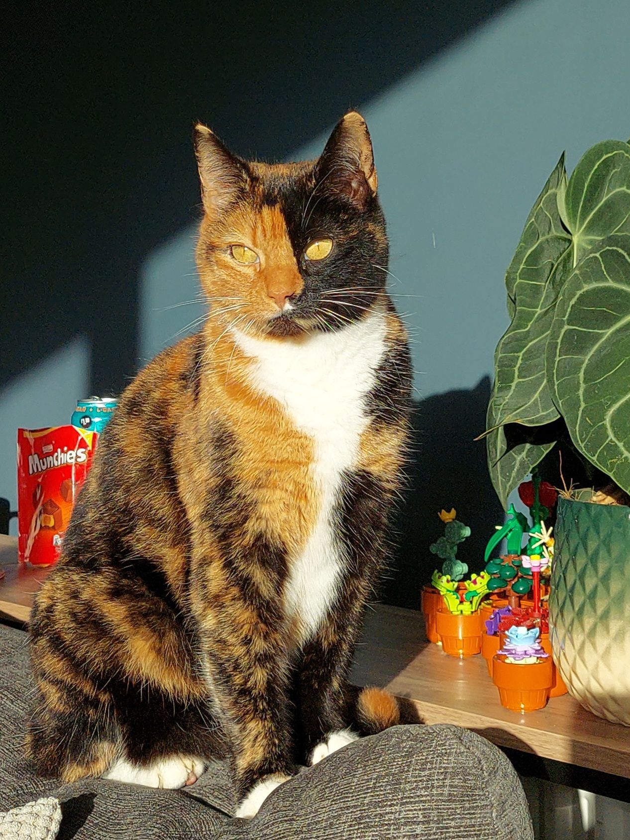 Jaffa  - Glenkeen, Randalstown