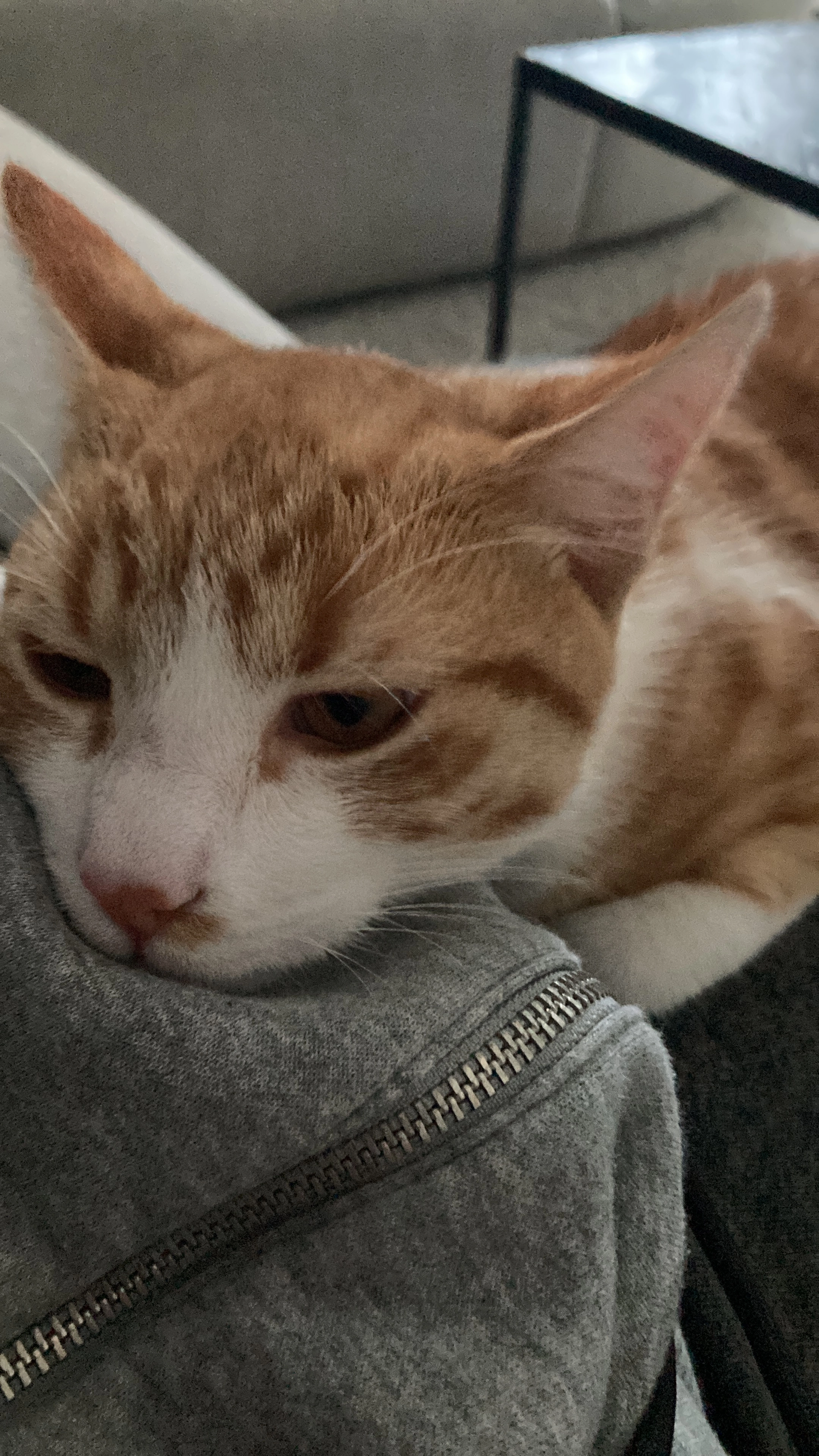 Ollie - Sigarenmaker, Oost West en Middelbeers