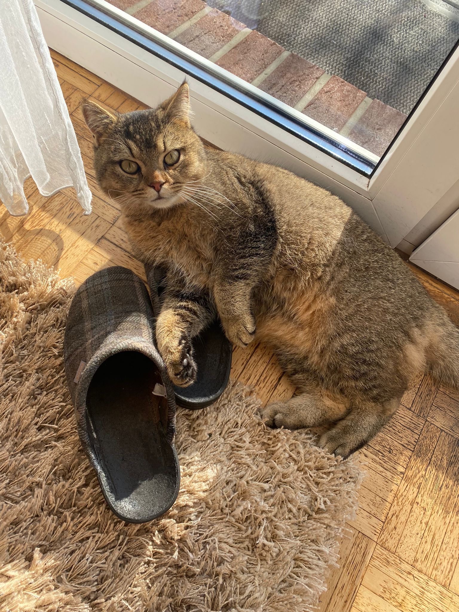 Tscharly - Auf dem Schafbrink, Bohmte