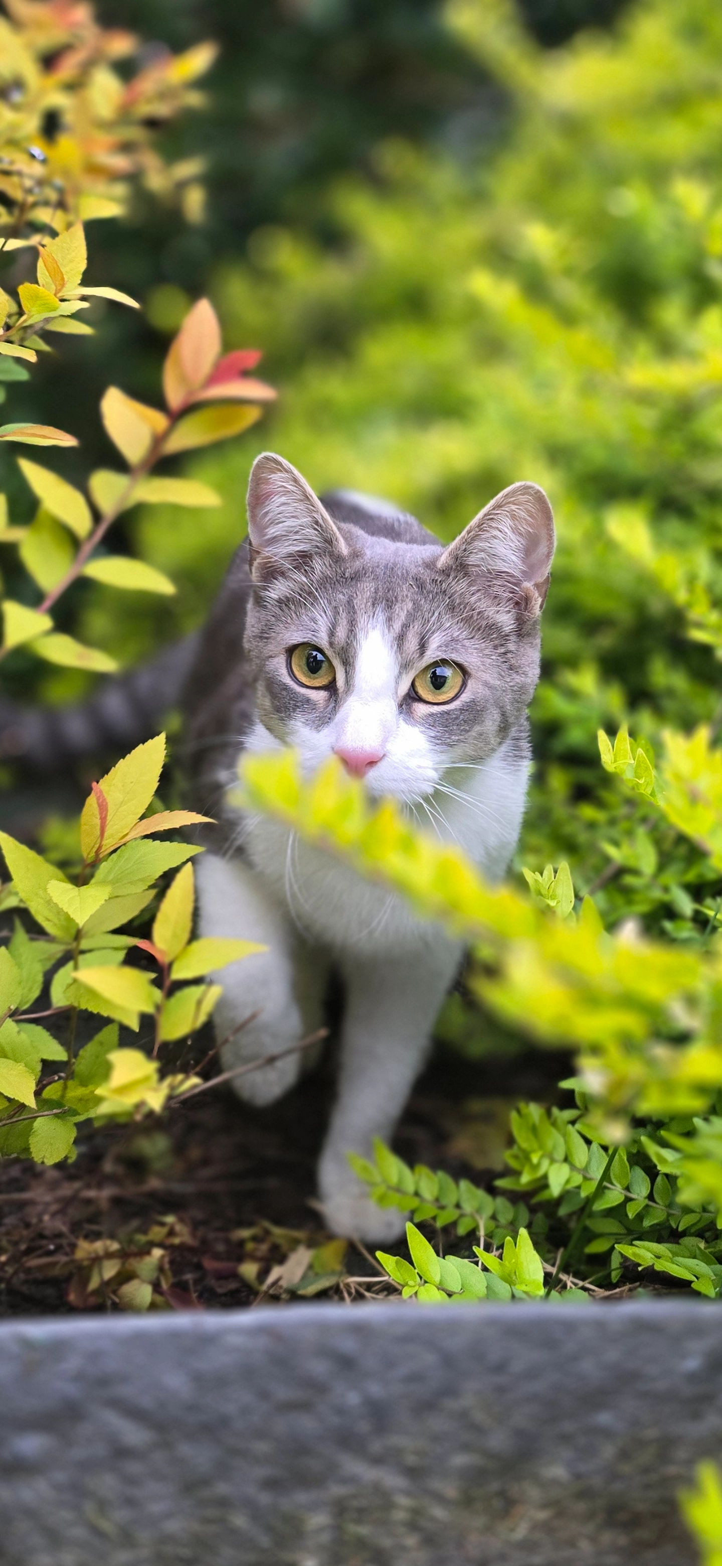 Ziggy - 19 Route de Martainville, Servaville-Salmonville