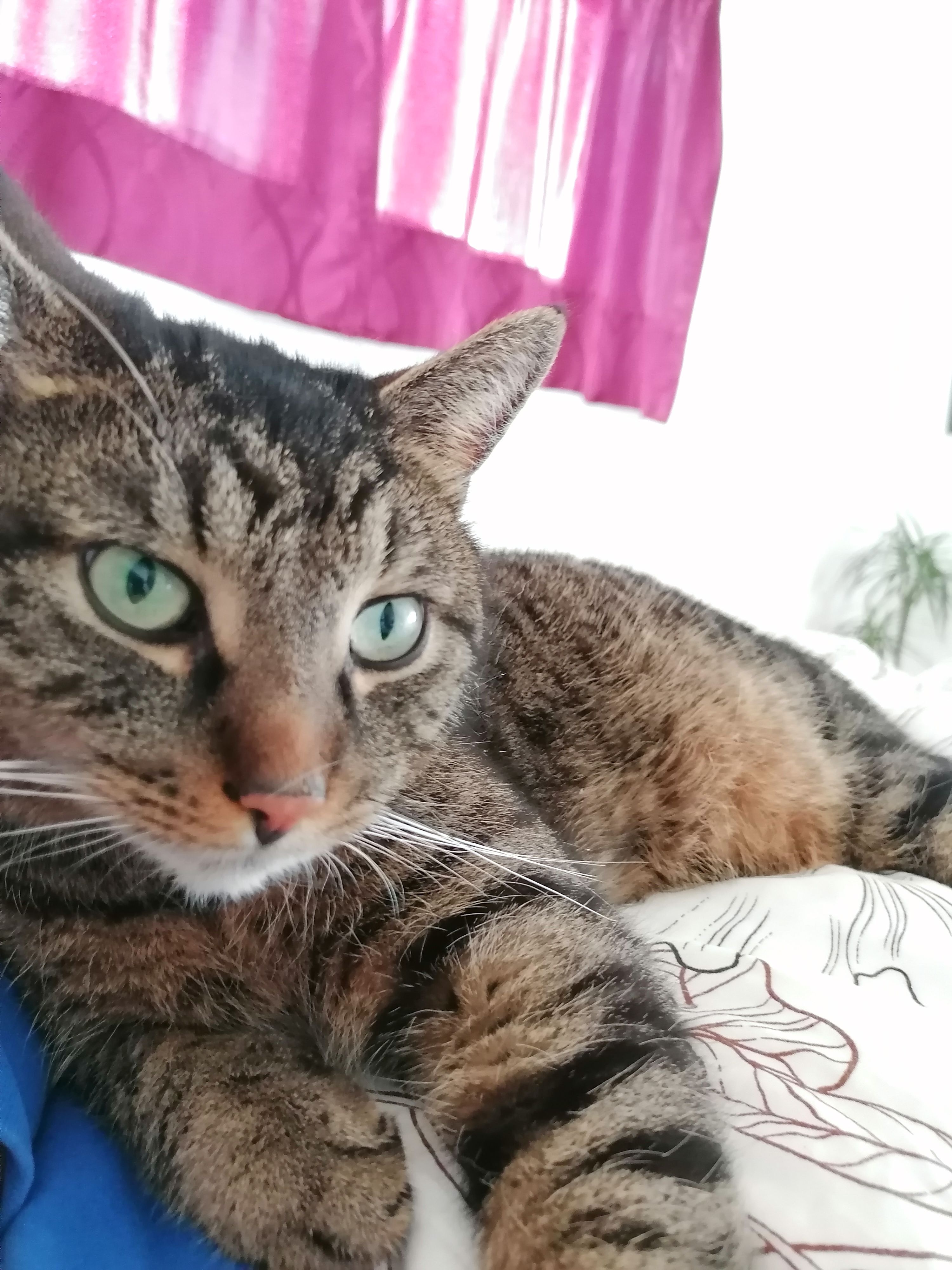 Murphy  - Am Feuersang, Flachau