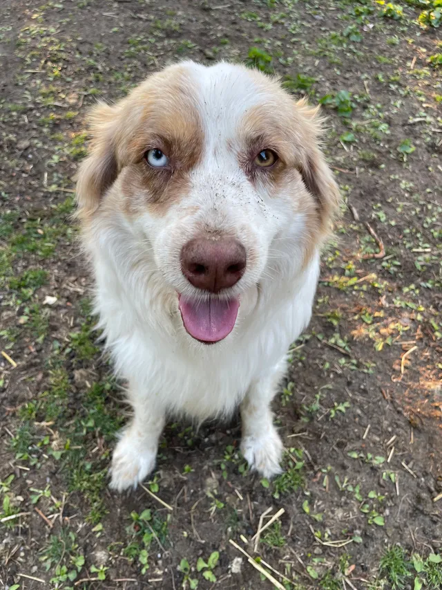Sparky - 1205 Crain Hwy, Bowie