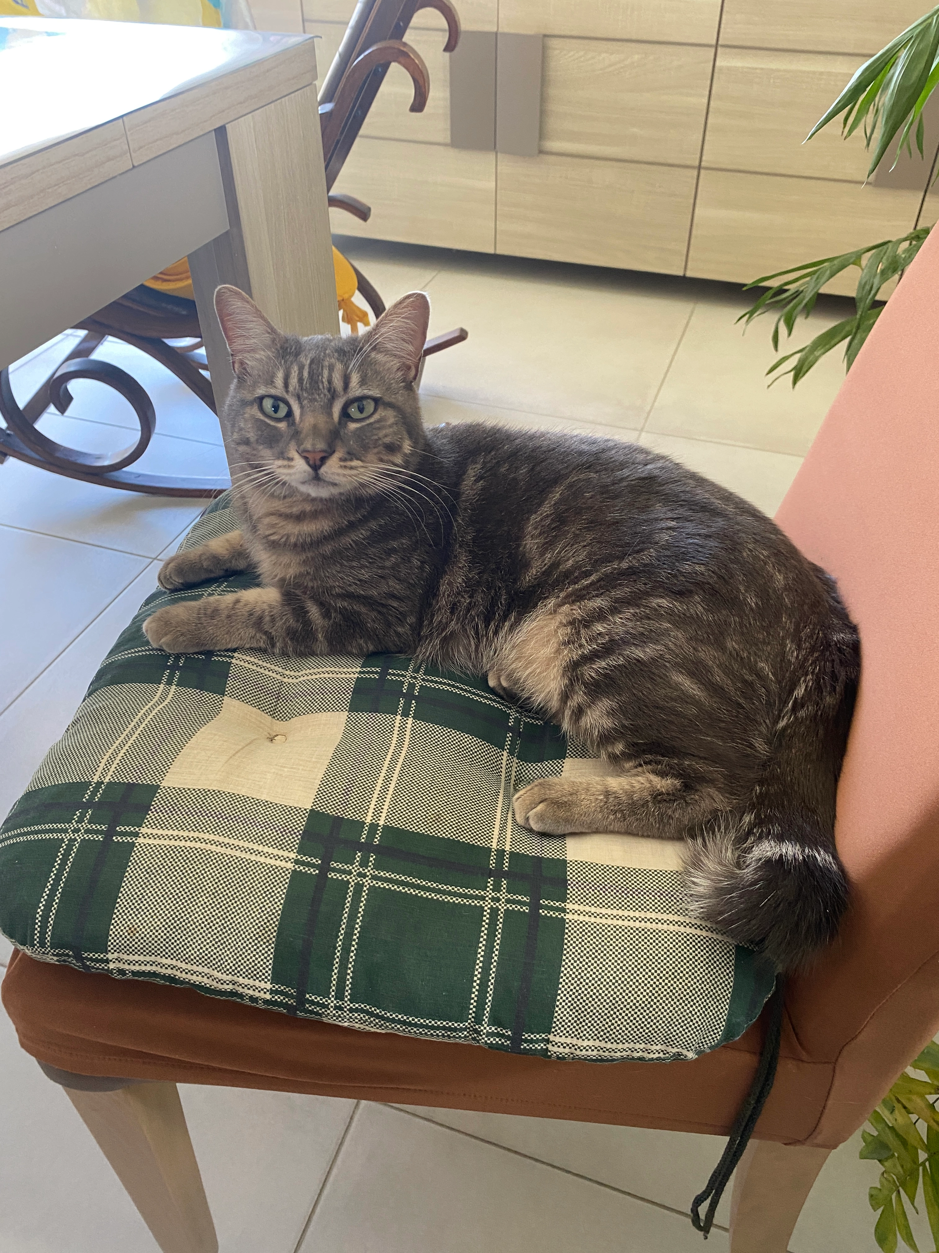 Mimine - 16 Avenue du Val Joyeux, Royan