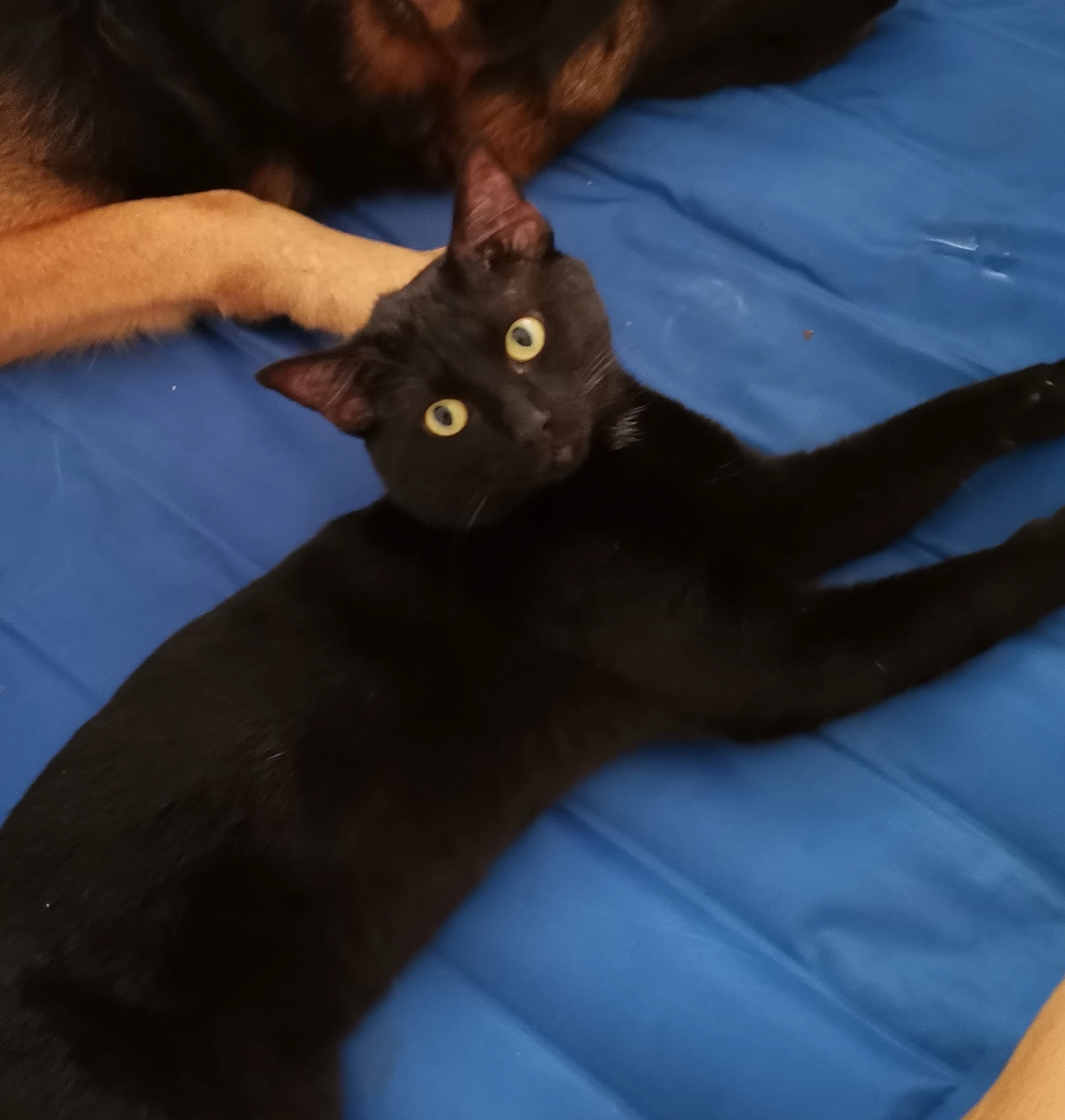 Joey - Eldon Street, Bolton