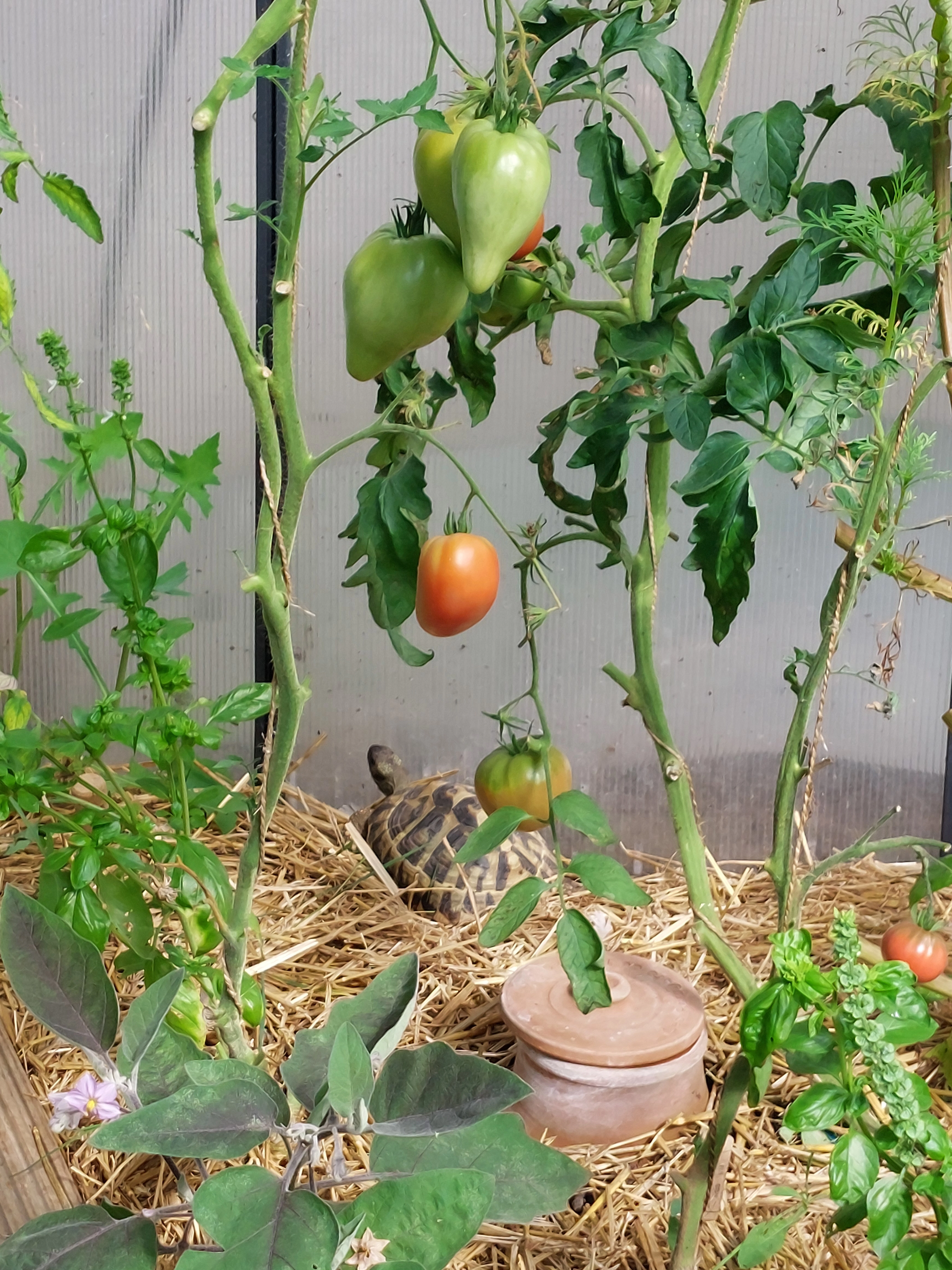 Tortue terrestre  - Clos du Colbie 10, Braine-l'Alleud