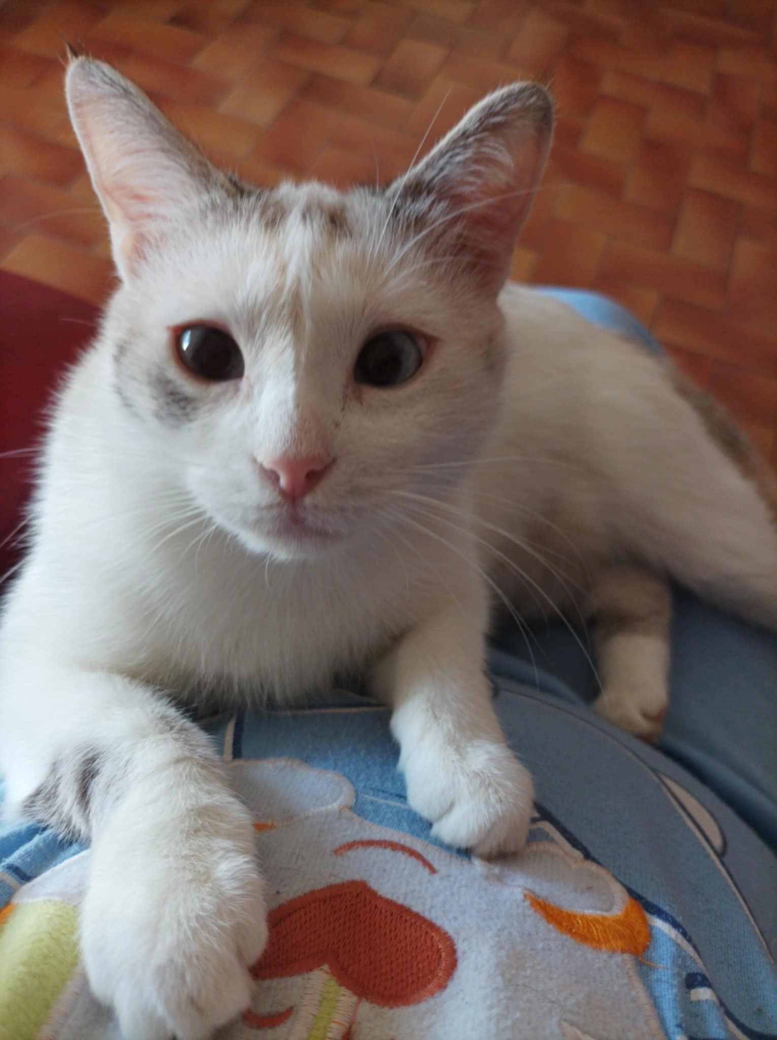 Cannelle - 20 Rue de la Gabelle, Agde