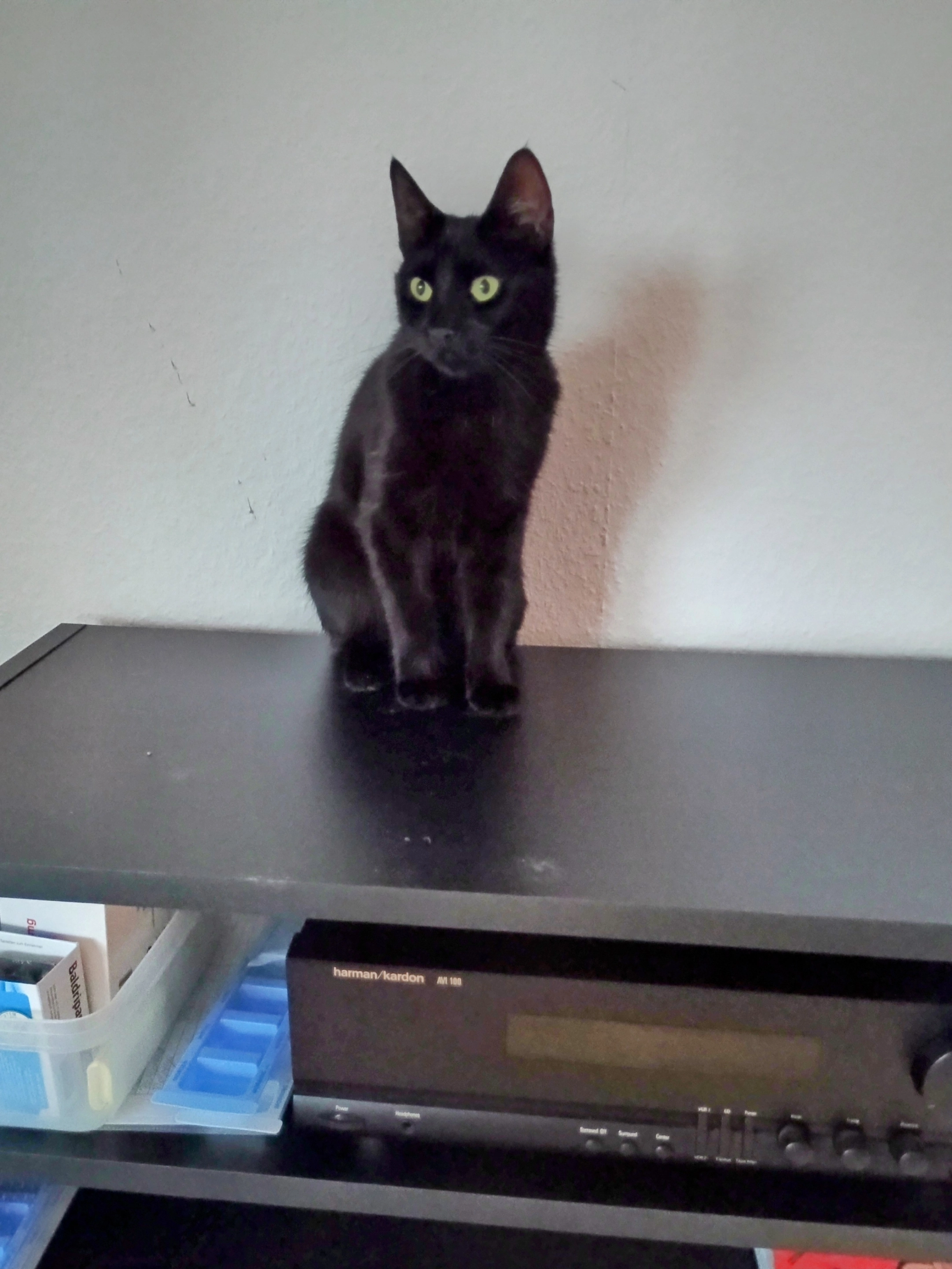 Thalia - Am Mühlenfeld, Algermissen