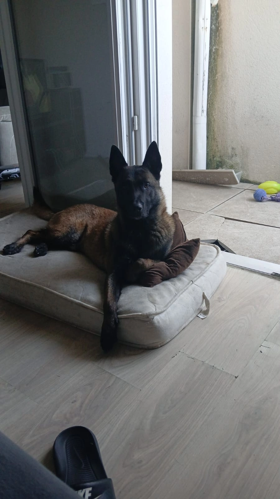 Falco - Rue Georges Brassens, Juvignac