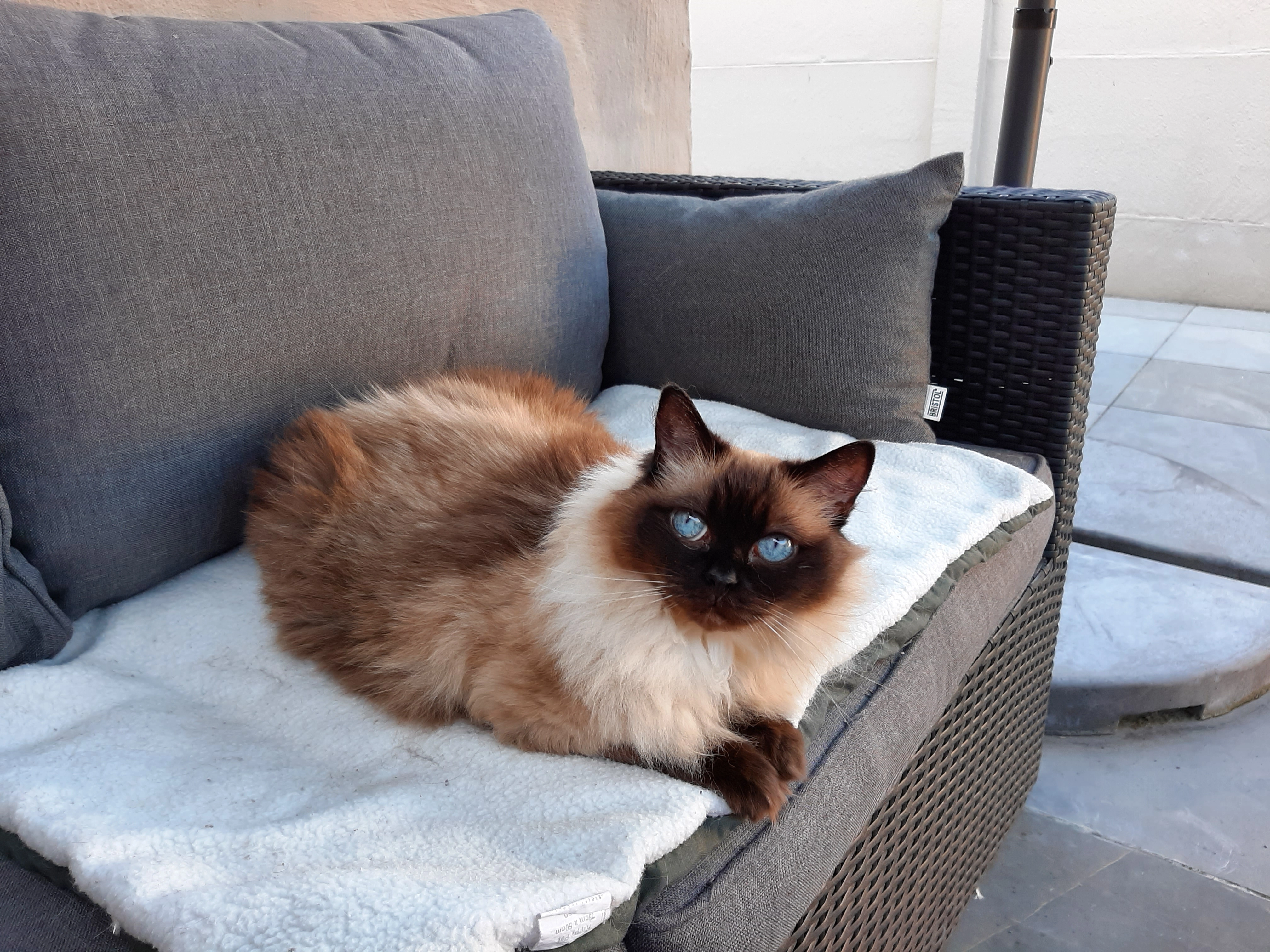 Noa - Koetelwijk, Brugge