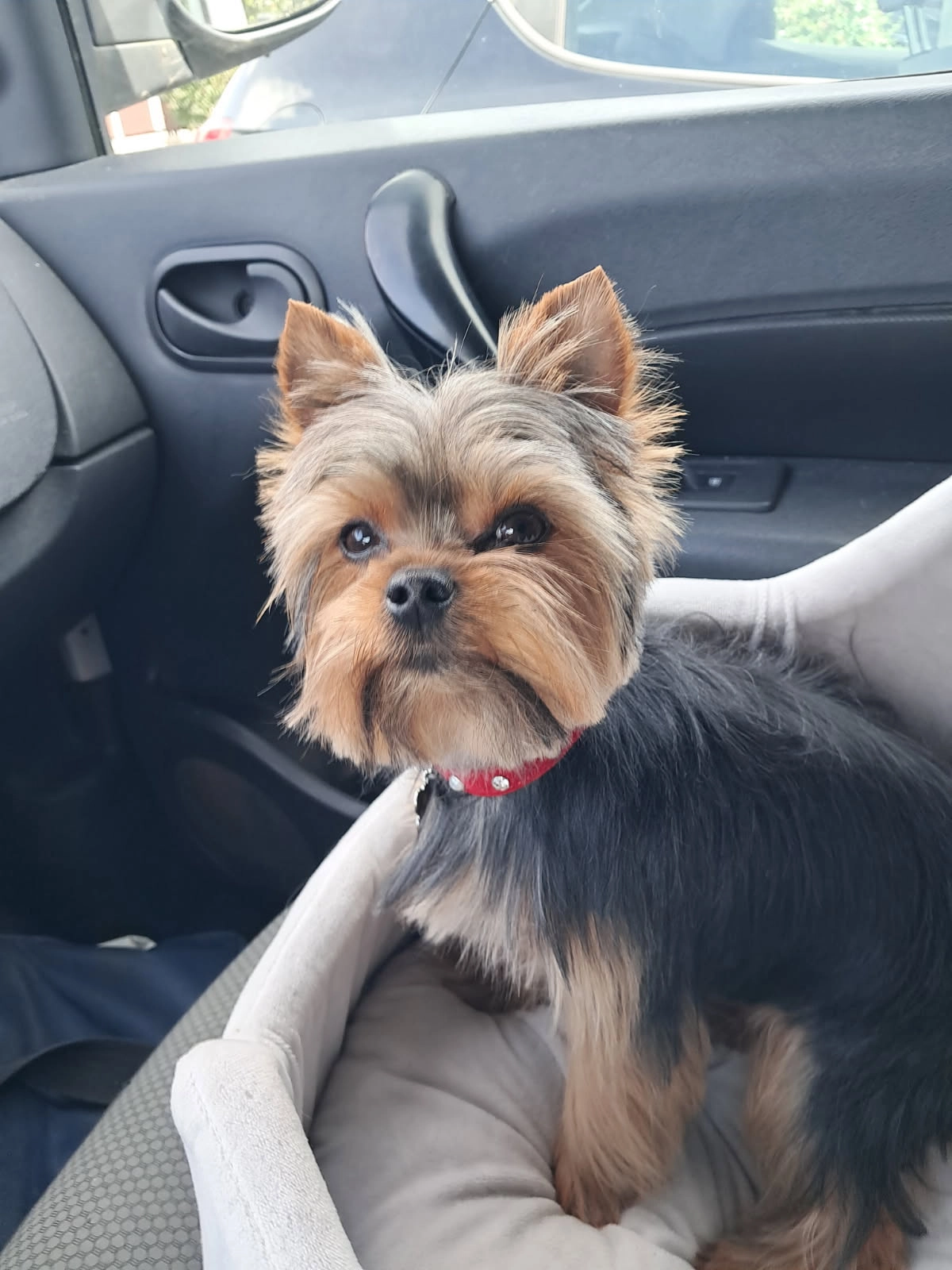 Amaya - 40 Avenue du Haillan, Eysines