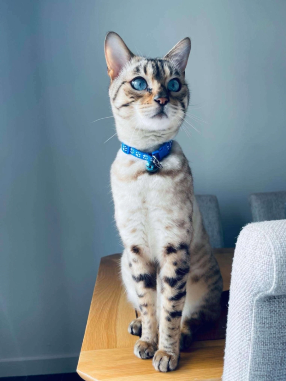 Leo - Greyhound Road, Coventry