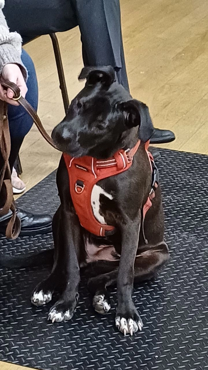 Ginny - Addiscombe Avenue, Croydon