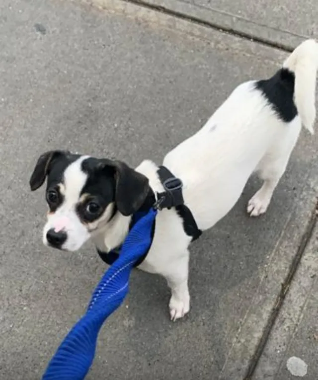 Oreo - 617 Third Ave, Chula Vista