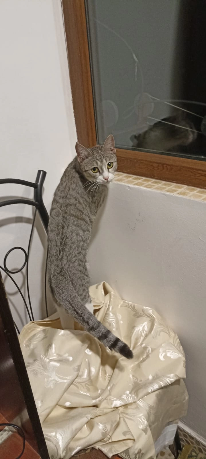 Milka - Hercegovacka, Belgrade