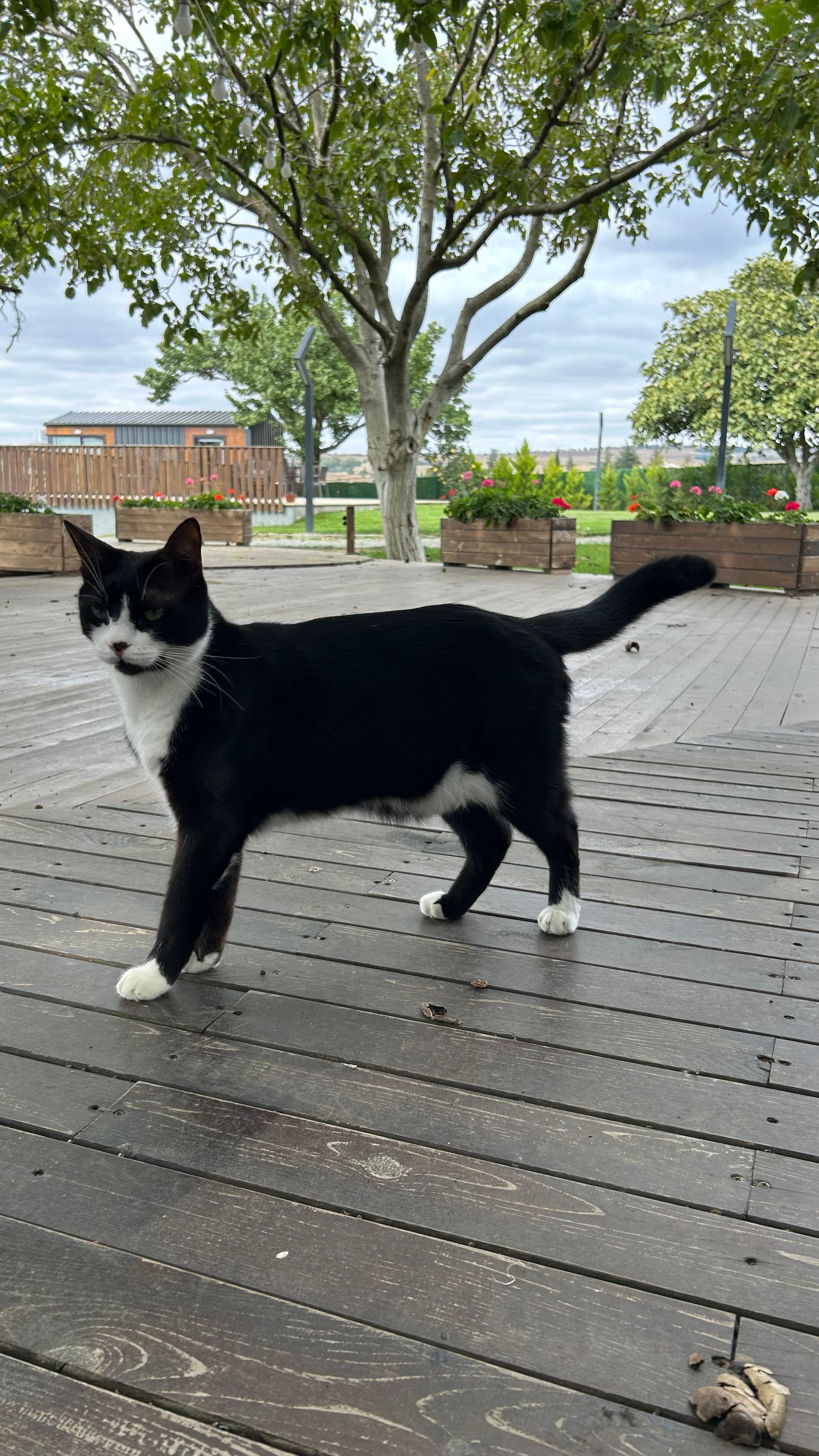 Domino - Sevgin Sokak, Süleymanpasa