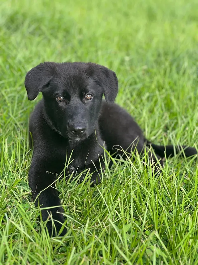 Dolly - 567 Windermere Dr, Lehigh Acres