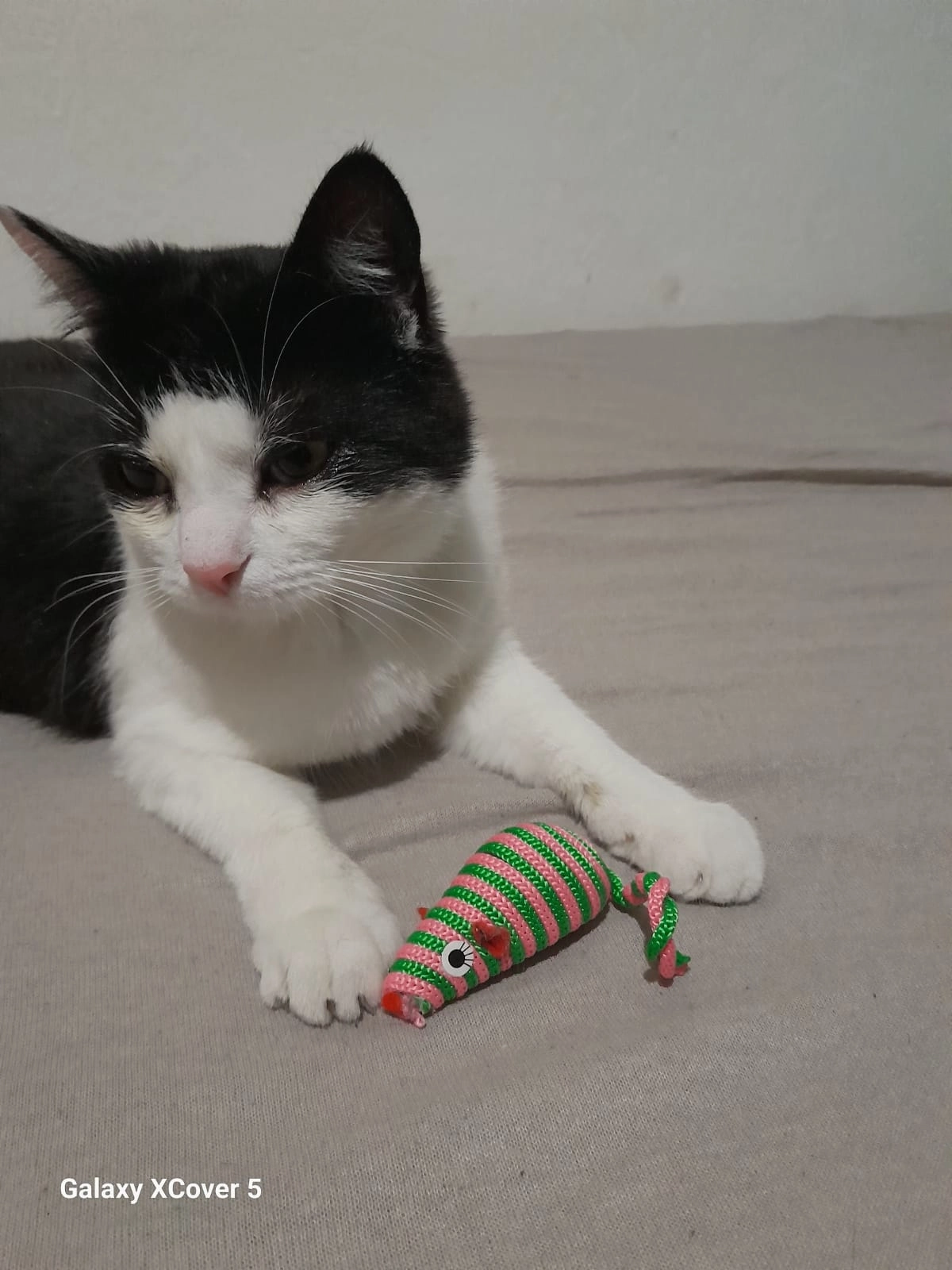 Micka - Micina - Lüftlbergstraße 5, Passau