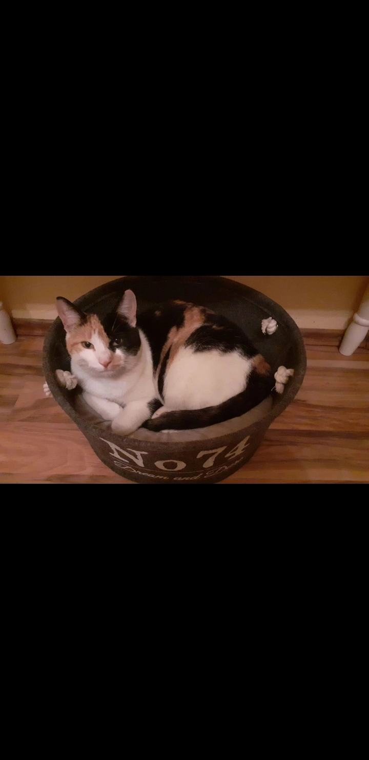 Hanni - Am Spakenberg, Geesthacht