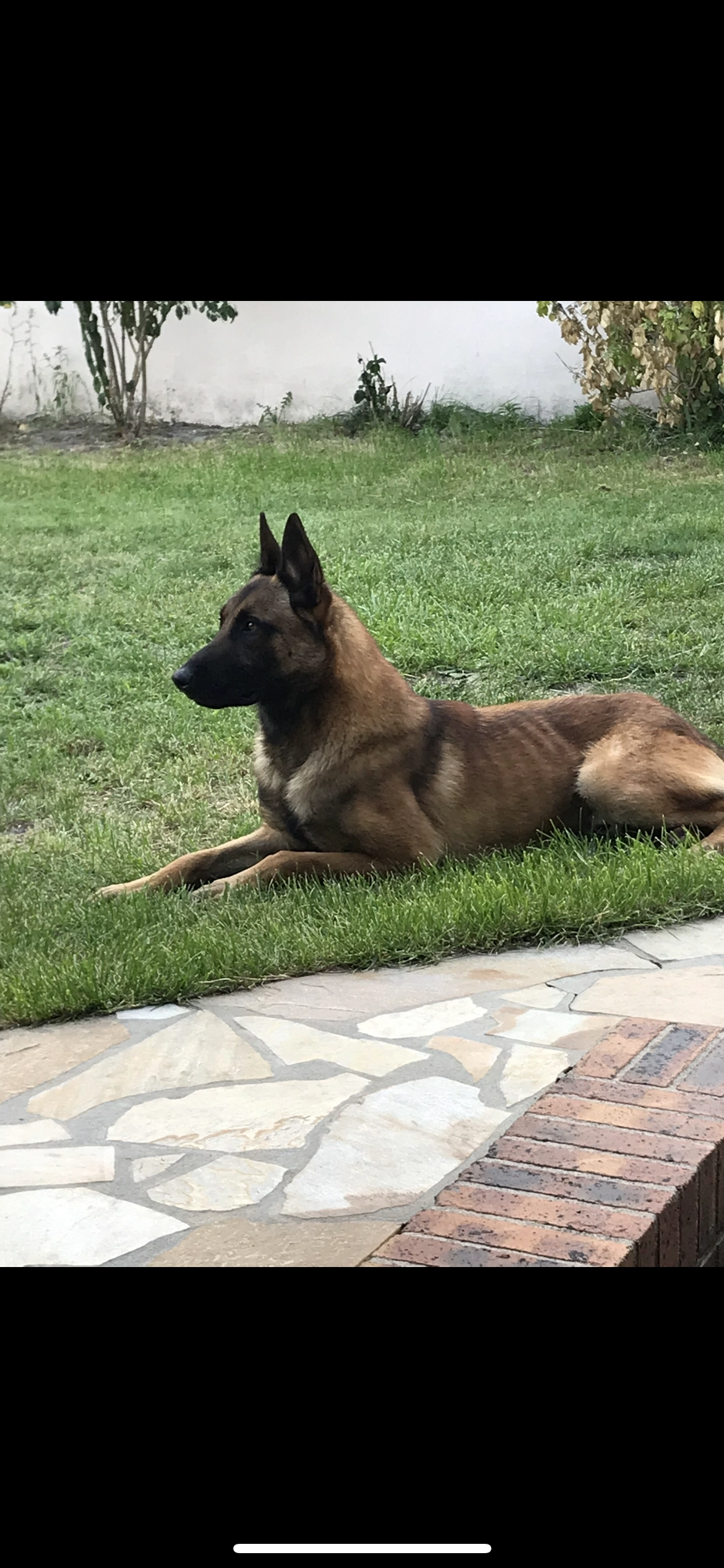 Scott  - Avenue Monge, Chelles